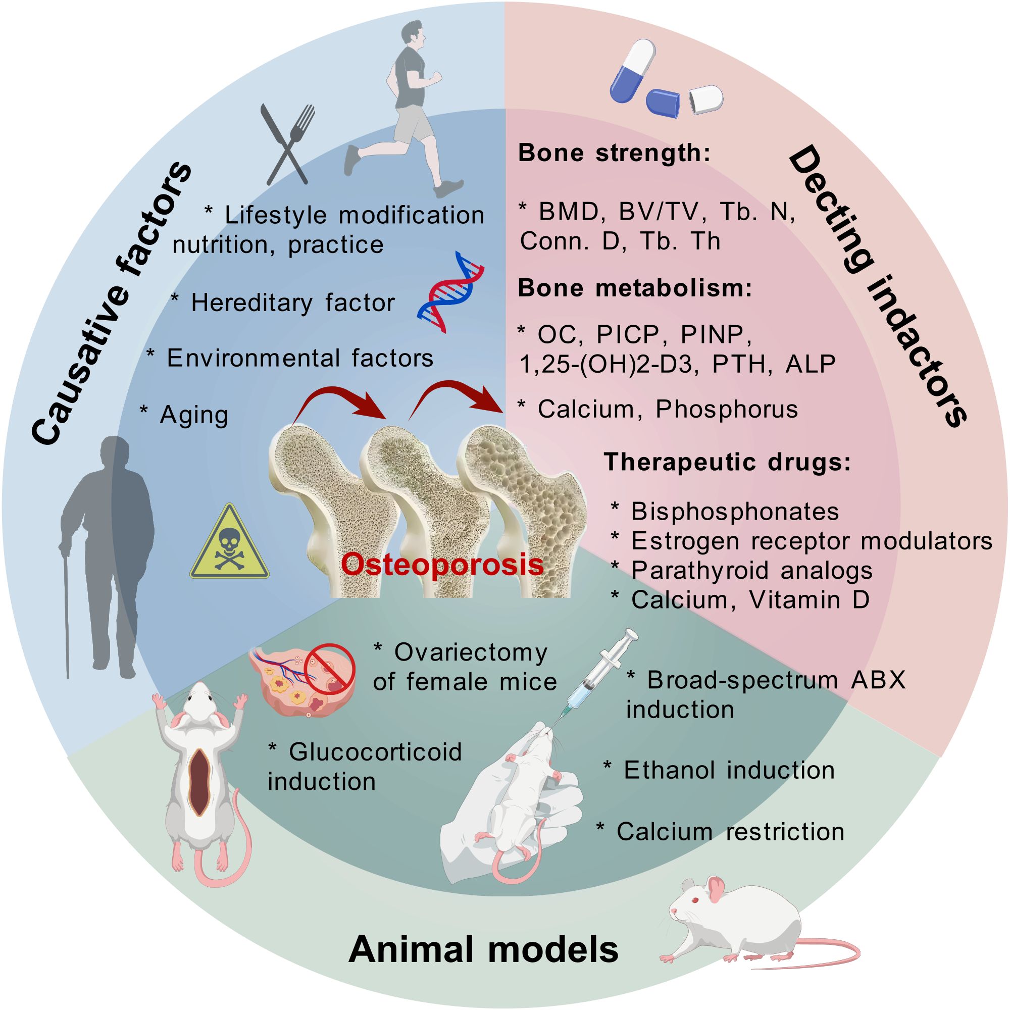 Graphic illustrating osteoporosis causes, detection, and treatment. Causative factors include lifestyle, heredity, environment, and aging. Detection indicators are bone strength and metabolism markers. Therapeutic drugs listed are bisphosphonates, estrogen modulators, parathyroid analogs, calcium, and vitamin D. Animal models involve ovariectomy, glucocorticoid, broad-spectrum antibiotic induction, ethanol, and calcium restriction.