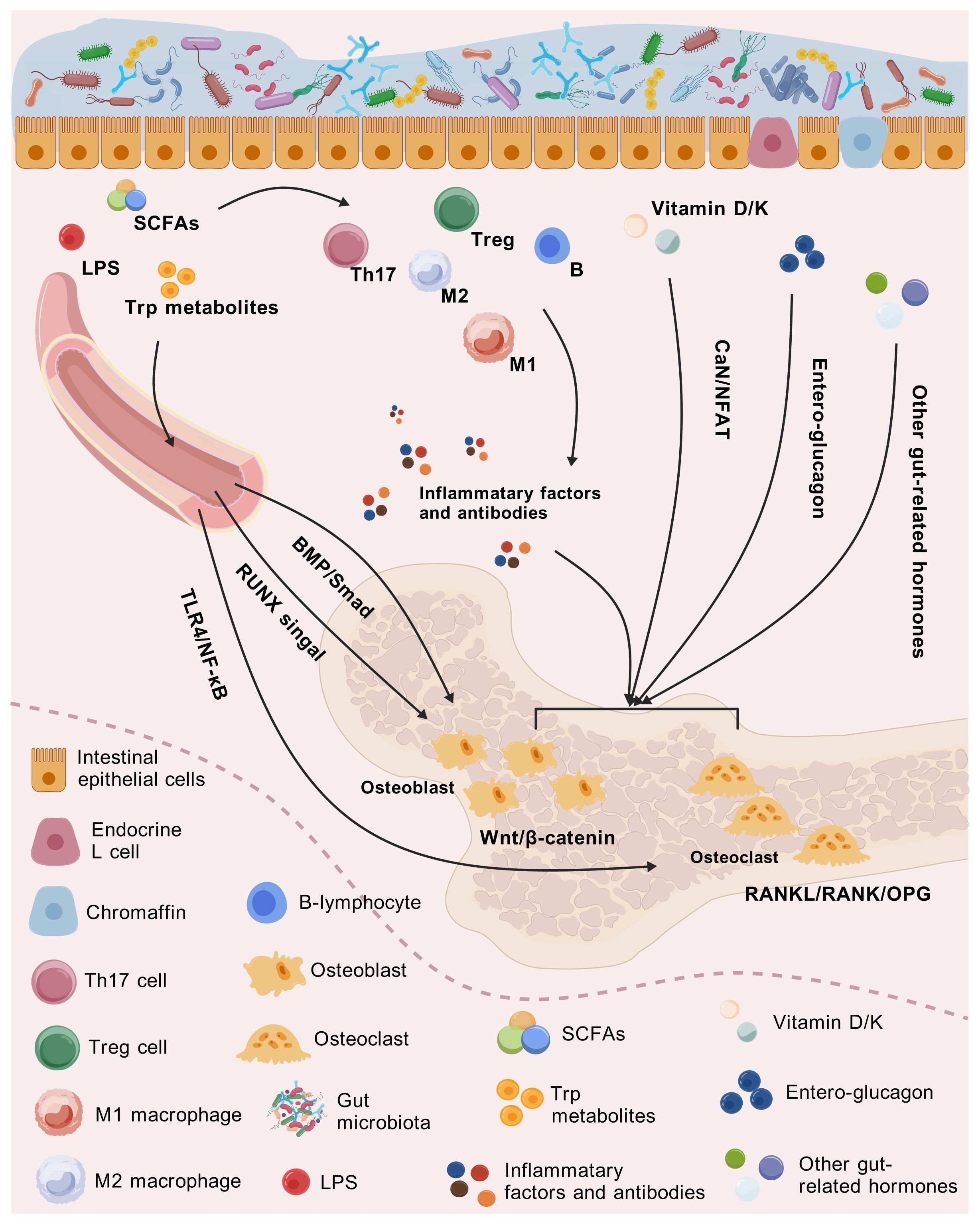 Diagram illustrating the interaction between gut microbiota and bone metabolism. It shows various cells like Th17, Treg, B-lymphocytes, and macrophages interacting with metabolites and hormones such as SCFAs, Trp metabolites, vitamin D/K, and enteroglucagon. These interactions affect osteoblasts and osteoclasts through pathways like BMP/Smad, Wnt/β-catenin, and RANKL/RANK/OPG, highlighting the influence of gut-derived factors on bone health.