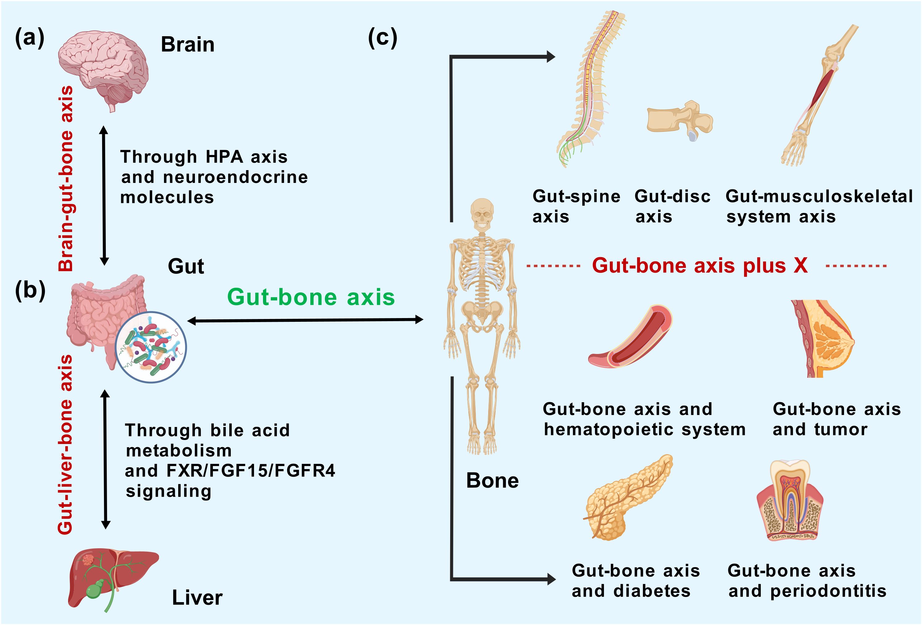 Diagram showing axes connecting the brain, gut, liver, and bone. Part (a) illustrates the brain-gut-bone axis via HPA axis and neuroendocrine molecules. Part (b) shows the gut-liver-bone axis through bile acid metabolism and FXR/FGF15/FGFR4 signaling. Part (c) highlights the gut-bone axis with connections to spine, disc, musculoskeletal system, hematopoietic system, tumors, diabetes, and periodontitis.