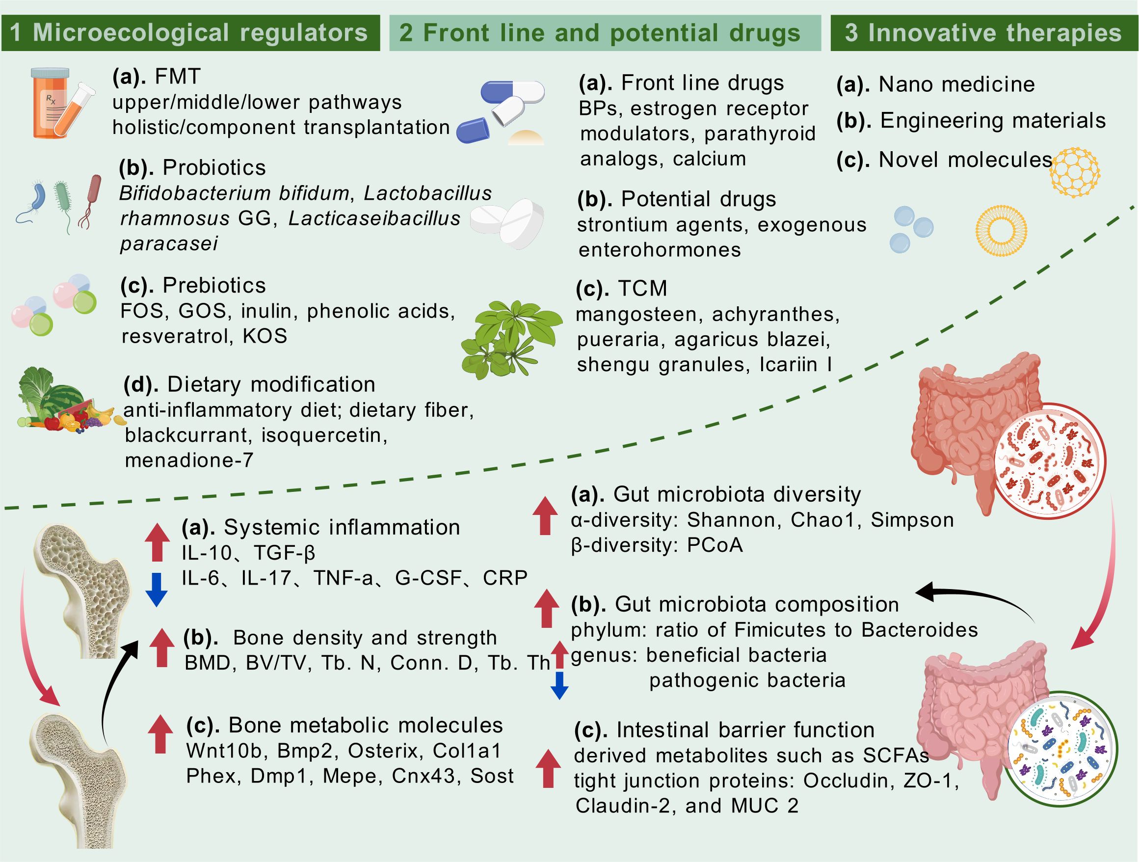 Flowchart illustrating various strategies for gut health and bone health improvement. It is divided into three sections: Microecological Regulators (FMT, probiotics, prebiotics, dietary modification), Front Line and Potential Drugs (front line drugs, potential drugs, traditional Chinese medicine), and Innovative Therapies (nano medicine, engineering materials, novel molecules). The chart connects these interventions with effects on systemic inflammation, bone density, bone metabolic molecules, gut microbiota diversity, gut microbiota composition, and intestinal barrier function, using diagrams of bones and intestines to visually represent the pathways and effects.