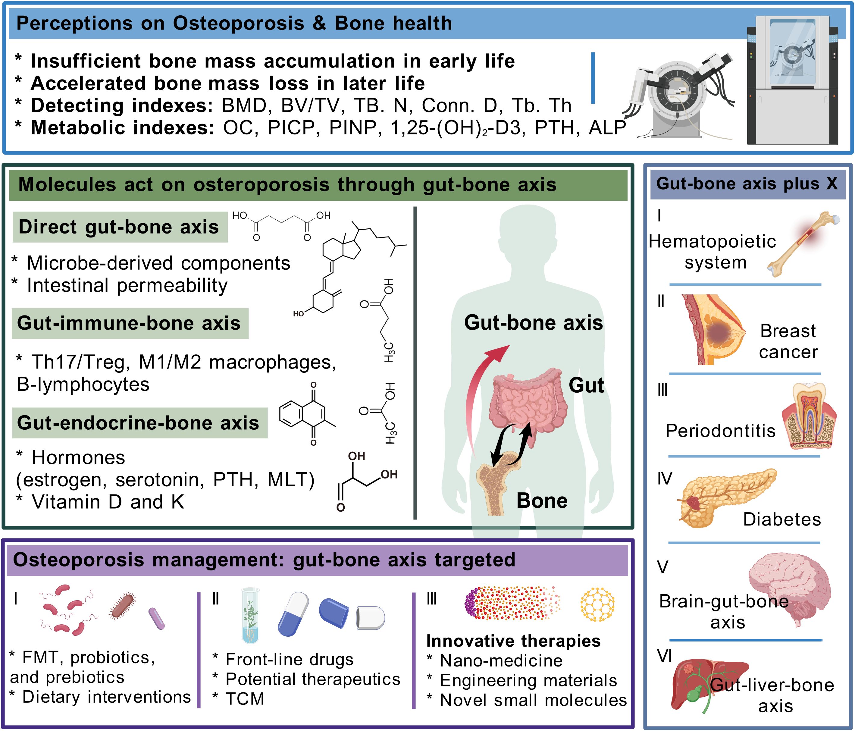 Diagram illustrating the relationship between gut health and bone health, highlighting different axes: direct gut-bone, gut-immune-bone, and gut-endocrine-bone. It details factors affecting bone health, such as microbe-derived components and hormones, and identifies conditions linked to the gut-bone axis, such as breast cancer and diabetes. Osteoporosis management strategies are mentioned, including probiotics, drugs, and innovative therapies.