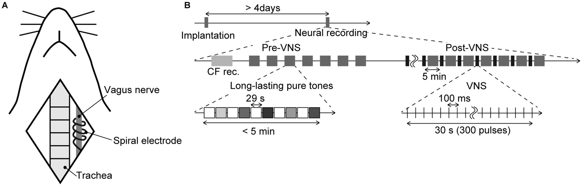 Diagram illustrating a two-part experimental setup: A shows a schematic of vagus nerve implantation in a model with a spiral electrode near the trachea. B presents a timeline for neural recording, detailing pre- and post-VNS neural monitoring, including intervals of pure tone exposure and VNS pulse durations.