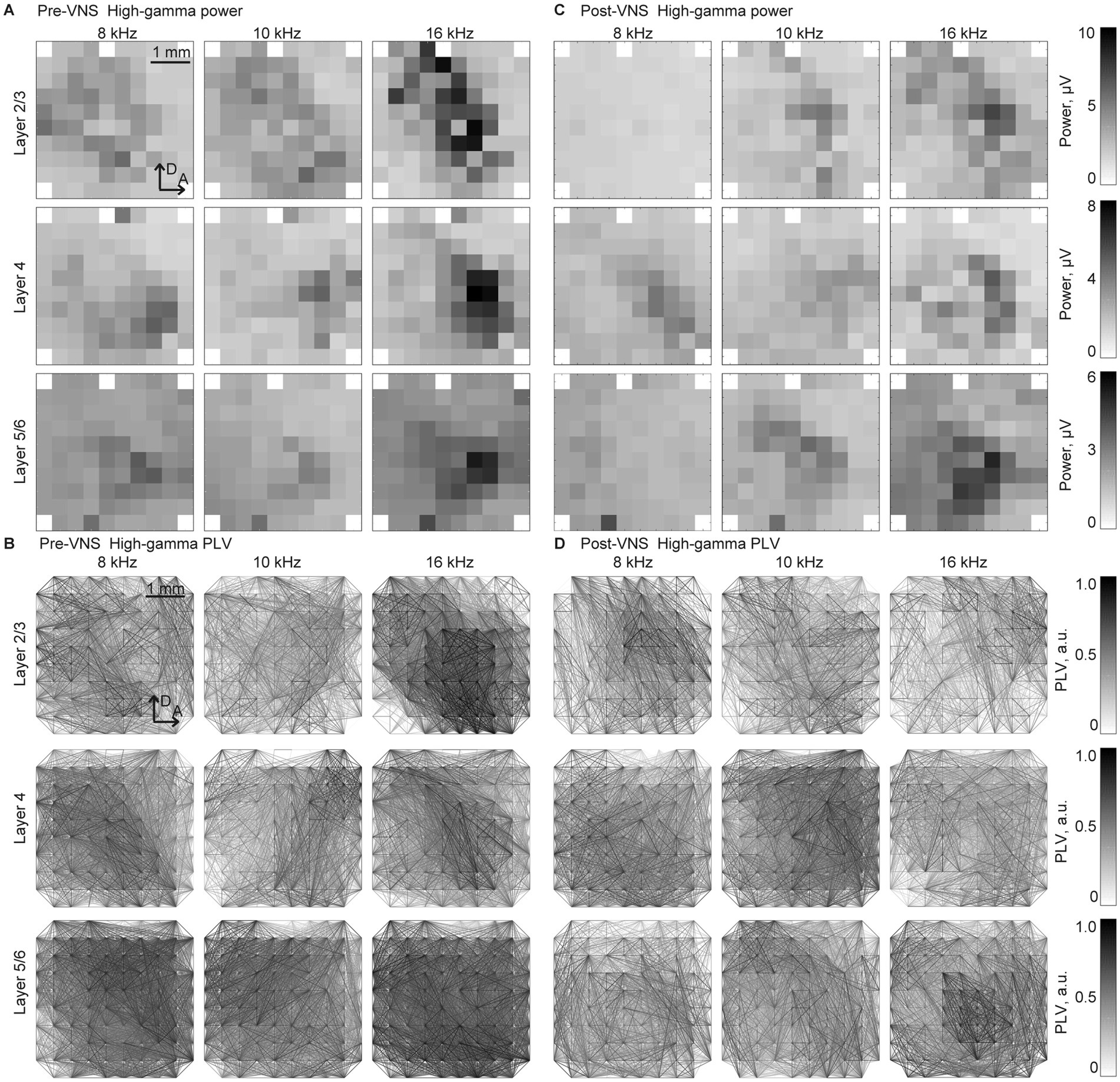 Grid of two sets of charts, each with three columns and three rows. Panels A and C show heat maps of high-gamma power pre- and post-VNS at frequencies 8 kHz, 10 kHz, and 16 kHz across layers 2/3, 4, and 5/6, with color scales indicating power in microvolts. Panels B and D depict pre- and post-VNS high-gamma phase-locking values (PLV) at the same frequencies and layers, with grayscale color scales indicating PLV in arbitrary units.