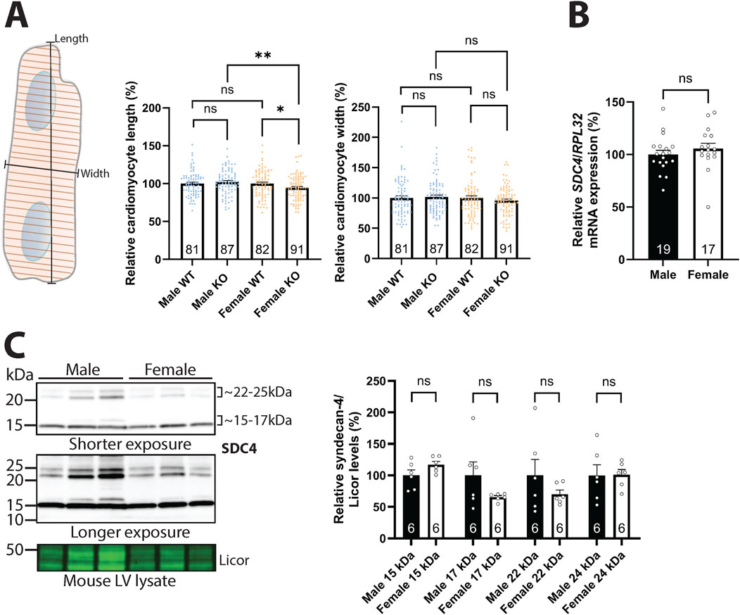 Panel A shows bar graphs comparing relative cardiomyocyte length and width in male and female wild-type (WT) and syndecan-4 knockout mice. Significant differences are marked with asterisks. Panel B represents a bar graph of relative SDC4 mRNA expression between male and female WT hearts with no significant differences. Panel C includes Western blot images for syndecan-4 and corresponding bar graphs of relative syndecan-4 protein levels, showing no significant differences between male and female WT hearts.