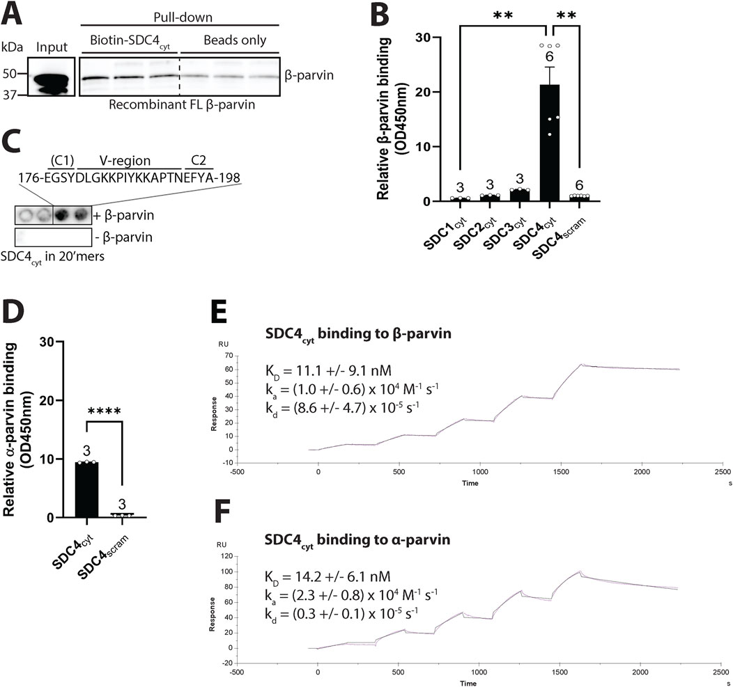 Experimental data showing interactions between SDC4cyt and parvin proteins. Panel A: Western blot depicting β-parvin binding to syndecan-4 via pull-down assay. Panel B: Bar graph showing significant β-parvin binding only with SDC4cyt. Panel C: β-parvin binding site on SDC4cyt. Panel D: Graph showing α-parvin binding with SDC4cyt. Panels E and F: Sensorgrams displaying binding kinetics; panel E for β-parvin and panel F for α-parvin, with association and dissociation constants provided.