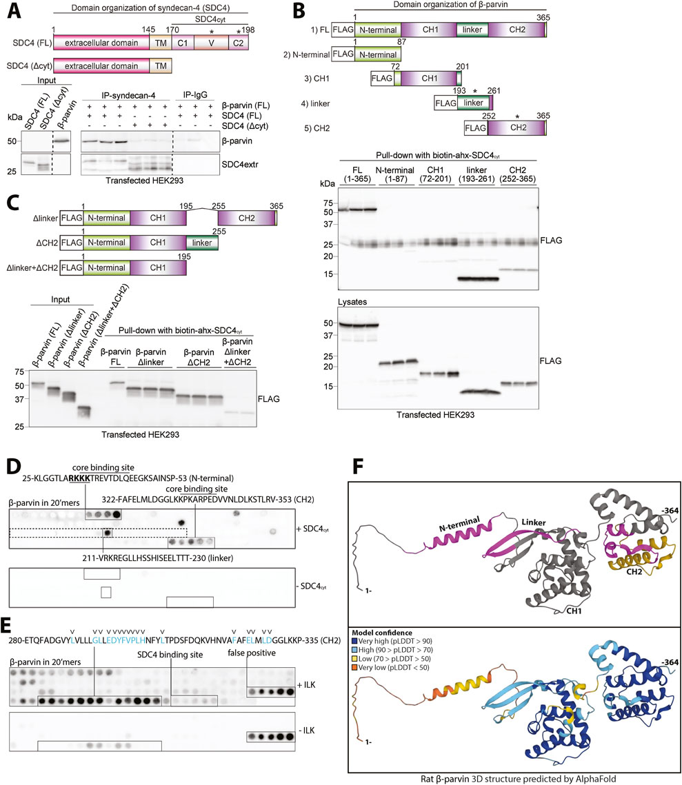 A series of panels detailing biochemical experiments and structural analysis involving the syndecan-4 (SDC4) and β-parvin interaction. Panel A presents domain structures of full-length and truncated SDC4 along with β-parvin co-immunoprecipitation results. Panel B shows constructs of β-parvin domains tested for interaction with SDC4, alongside β-parvin pull-down results with SDC4. Panel C features domain constructs of β-parvin and β-parvin pull-down results with SDC4. Panel D highlights binding sites on β-parvin for SDC4. Panel E depicts binding domains for ILK on β-parvin. Panel F presents a 3D structural model of rat β-parvin predicted by AlphaFold with model confidence annotations.