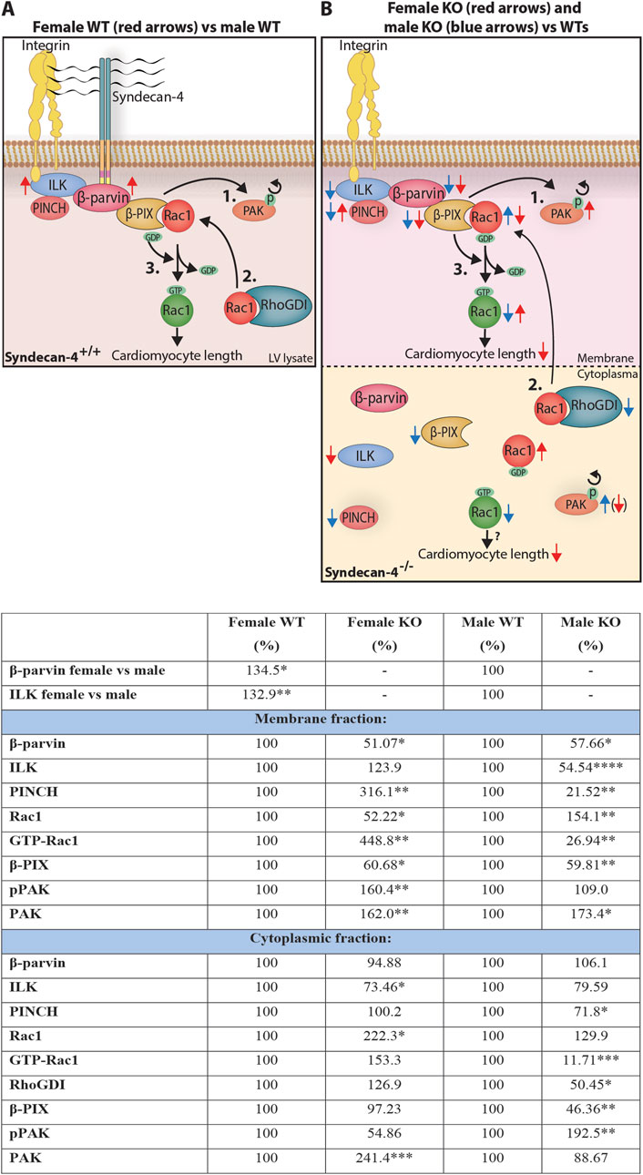 Summary of changes observed in female and male wild-type (WT) and syndecan-4 knockout (KO)hearts. Panel A shows alterations in female vs male WT hearts. Panel B illustrates alterations observed in female and male KO hearts compared to respective WT hearts. The associated table details percentage changes in protein expressions in membrane and cytoplasmic subcellular fractions for female and male WT and KO hearts, highlighting significant changes by asterisks.