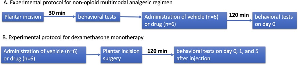 Diagram illustrating two experimental protocols. A: For non-opioid multimodal analgesic regimen, starting with a plantar incision, followed by behavioral tests after 30 minutes, and then administration of vehicle or drug to six subjects each, with behavioral tests conducted 120 minutes later on day zero. B: For dexamethasone monotherapy, beginning with administration of vehicle or drug to six subjects each, followed by plantar incision surgery after 120 minutes, and behavioral tests on days zero, one, and five after injection.