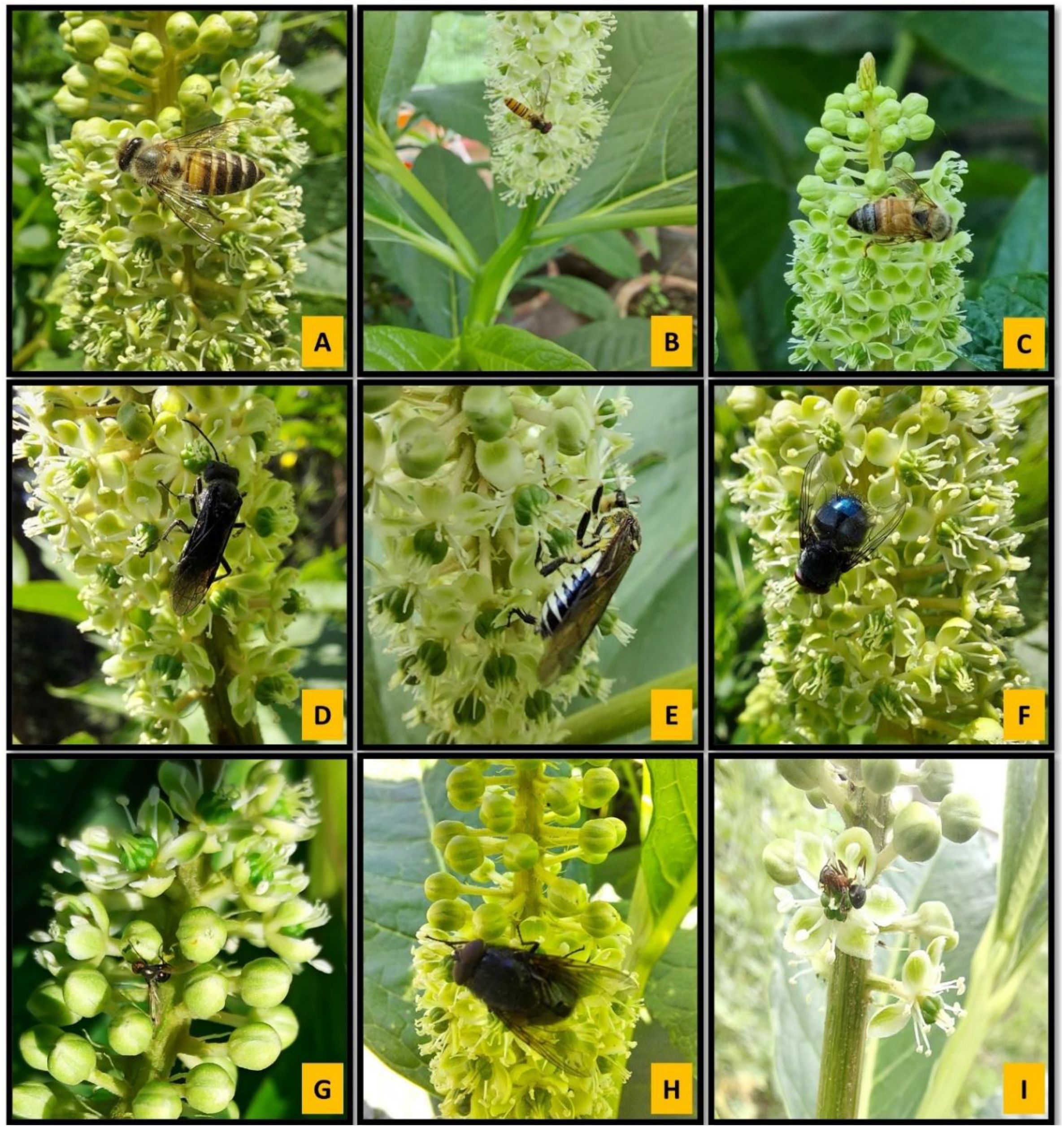 Nine images of insects on greenish-white flowers. Image A shows a bee. Image B shows a wasp. Image C shows another bee. Image D shows a black wasp. Image E shows a hornet. Image F shows a fly. Image G shows an ant. Image H shows a large fly. Image I shows a small spider. Each insect is on a dense cluster of tiny flowers.