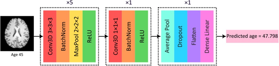MRI brain scan labeled as age forty-five is processed through a neural network model. The model consists of repeated Conv3D, BatchNorm, MaxPool, and ReLU layers, followed by a smaller Conv3D, BatchNorm, and ReLU sequence, then Average Pool, Dropout, Flatten, and Dense Linear layers. The predicted age is forty-seven point seven nine eight.