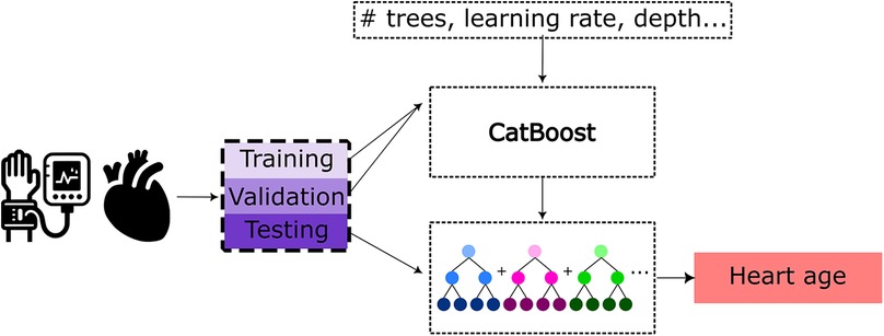 Flowchart depicting a machine learning process for predicting heart age. Icons of a hand with a blood pressure monitor and a heart lead to a block labeled \