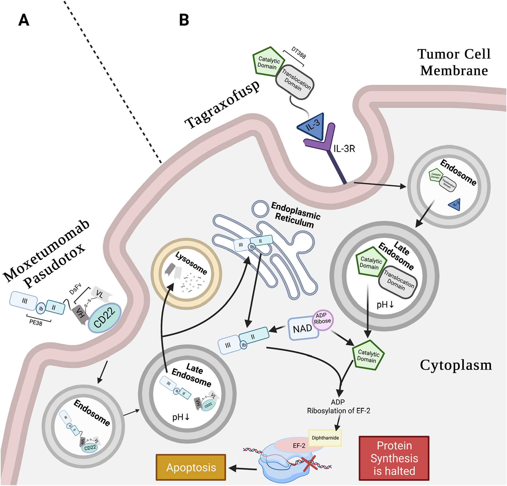 Diagram illustrating the mechanisms of Moxetumomab Pasudotox and Tagraxofusp. Moxetumomab Pasudotox binds to CD22 on tumor cells, internalized into endosomes, and processed in lysosomes, leading to apoptosis. Tagraxofusp binds to IL-3R, internalizes, and moves through endosomes. The catalytic domain halts protein synthesis by ADP ribosylation of EF-2, resulting in apoptosis. Tumor cell membrane and components like endoplasmic reticulum, late endosomes, and lysosomes are shown, highlighting pathways and effects.