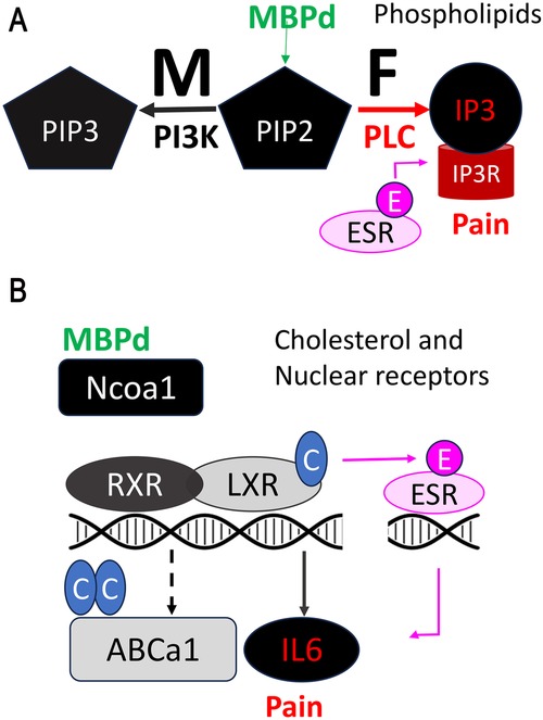 Diagram illustrating sex-specific molecular pathways in pain signaling. Panel A shows MBPd stimulating phospholipid signaling. In males (M), PI3K converts PIP2 to PIP3. In females (F), PIP2 is converted to IP3 via PLC, activating IP3R and leading to pain, activated by estrogen receptor (ESR). Panel B depicts MBPd binding Ncoa1, regulating cholesterol-related nuclear receptors. RXR/LXR activation mitigates pain through induction of ABCA1 and repression of IL6 genes. Estrogen signaling via ESR modulates this pathway.