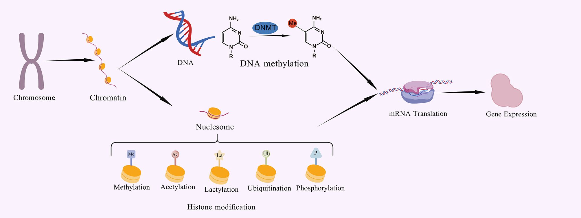 Diagram illustrating the process from chromosomes to gene expression. Chromosome transitions to chromatin, then to nucleosome. DNA undergoes methylation via DNMT, affecting mRNA translation and gene expression. Histone modification types include methylation, acetylation, lactylation, ubiquitination, and phosphorylation.