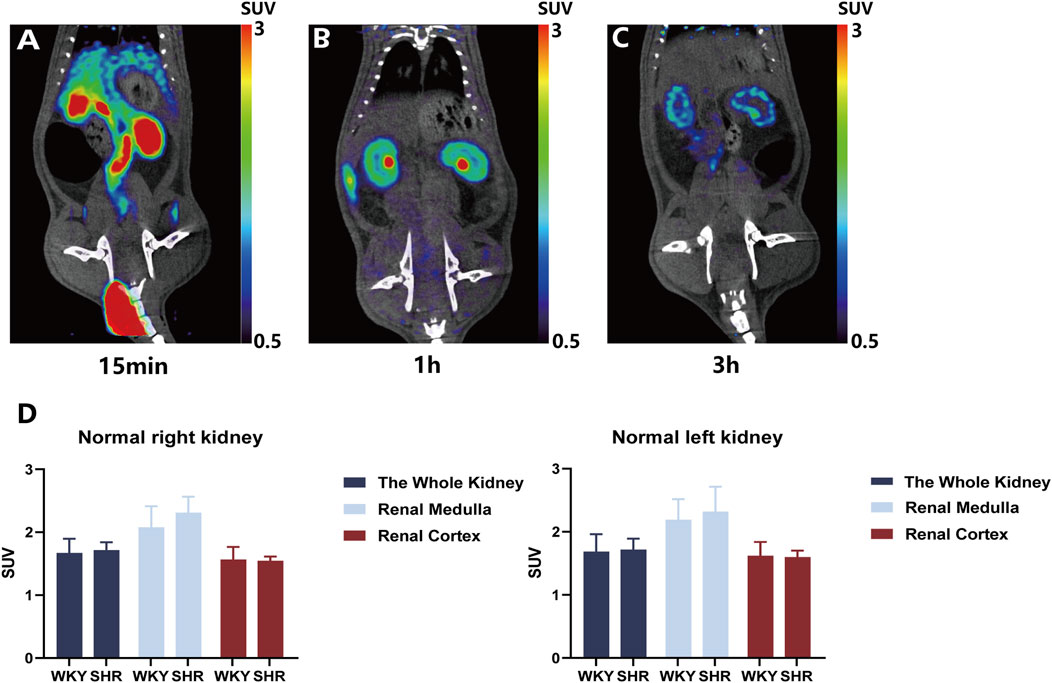 PET-CT scans showing kidney tracer activity at three intervals: 15 minutes (A), 1 hour (B), and 3 hours (C), with color gradients indicating SUV levels. Graphs (D) display SUV comparisons for normal right and left kidneys, focusing on the whole kidney, renal medulla, and renal cortex in WKY and SHR subjects.