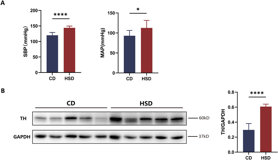 Graphical comparison of two diet groups: A shows bar graphs of systolic and mean arterial pressure with higher values in the HSD group compared to CD, with statistical significance indicated (**** and *). B shows Western blot bands for TH and GAPDH, with bar graph indicating higher TH/GAPDH ratio in HSD group, also statistically significant (****).