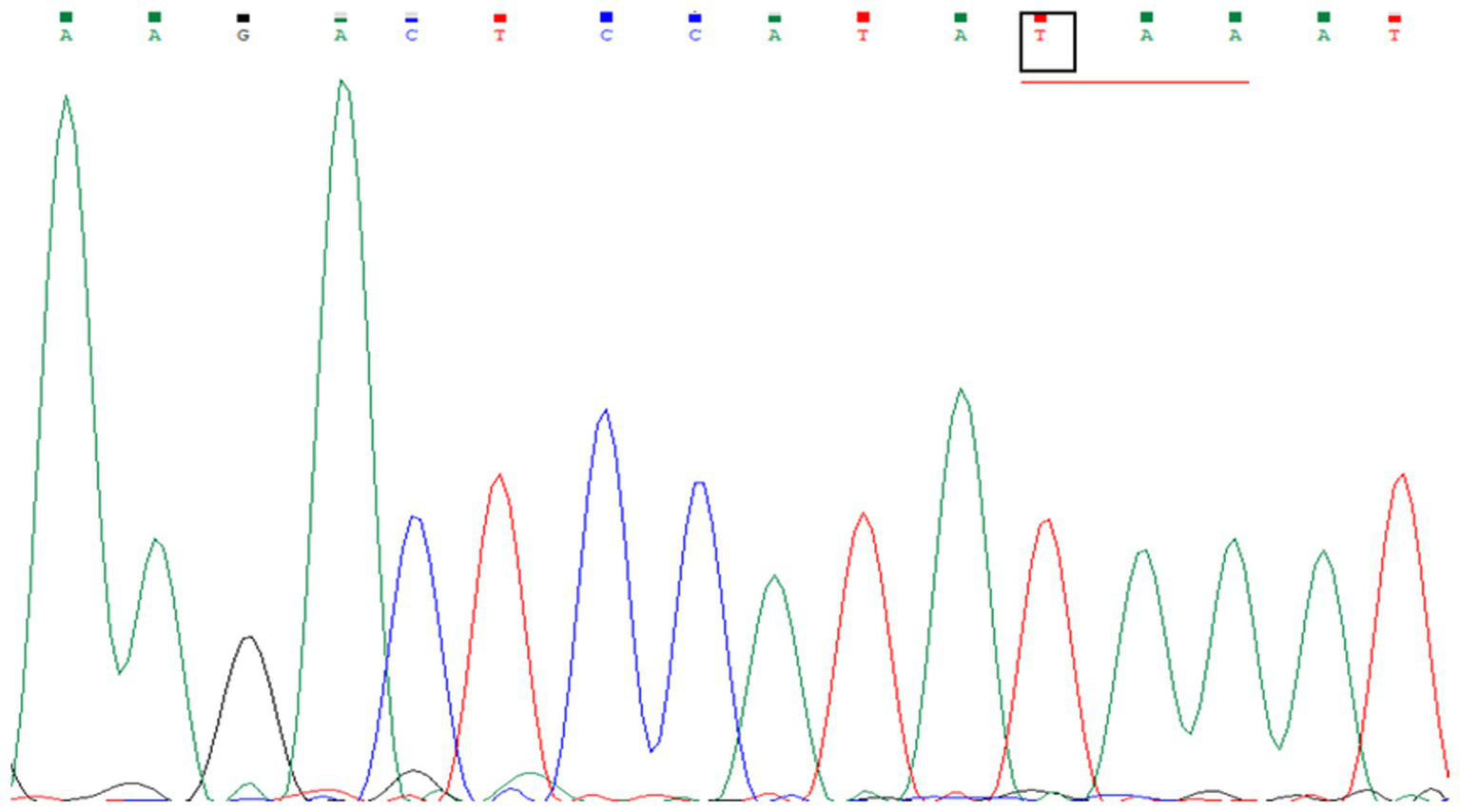 DNA sequencing chromatogram showing peaks in different colors representing nucleotides: green for adenine (A), black for guanine (G), blue for cytosine (C), and red for thymine (T). The sequence at the top reads "A A G T C C A T A A A".