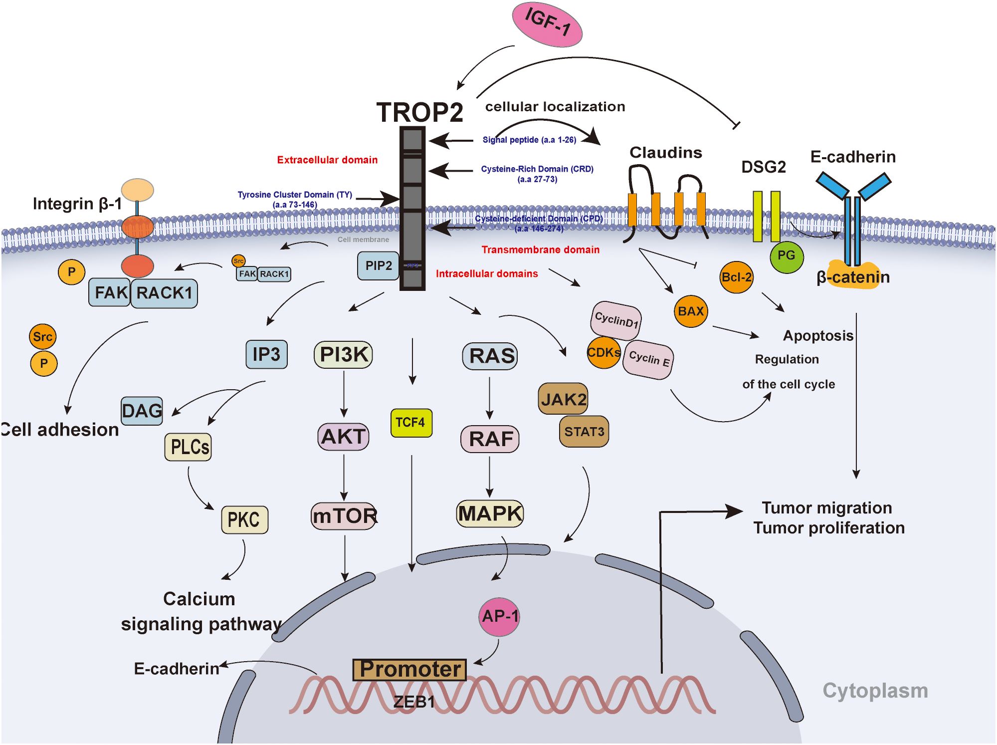 Diagram illustrating the TROP2 signaling pathway, detailing the interactions and functions of various proteins and pathways, such as PI3K, AKT, and RAS. The pathways influence processes like cell adhesion, calcium signaling, apoptosis, and tumor proliferation, highlighting the roles of components such as IGF-1, E-cadherin, and β-catenin.
