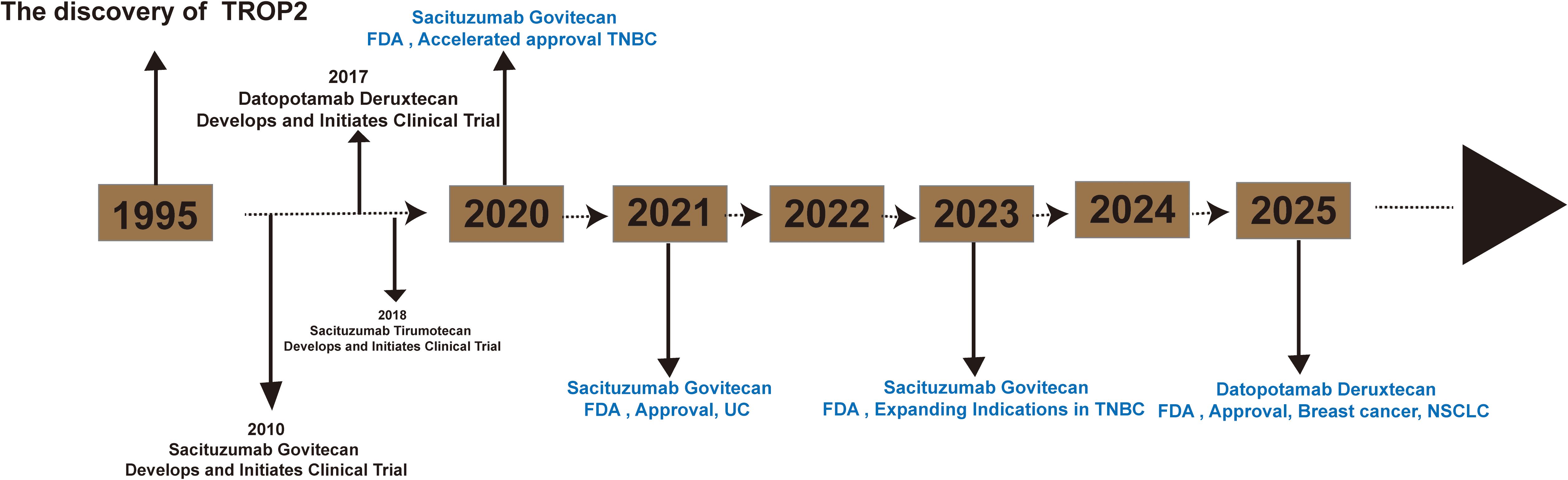 Timeline illustrating the discovery and development of TROP2 therapies. Key events include: 1995, TROP2 discovery; 2010, Sacituzumab Govitecan development; 2017, Datopotamab Deruxtecan clinical trial initiation; 2018, Sacituzumab Tirumotecan clinical trial initiation; 2020, Sacituzumab Govitecan FDA accelerated approval for TNBC; 2021, FDA approval for UC; 2023, expanded indications for TNBC; 2025, Datopotamab Deruxtecan FDA approval for breast cancer and NSCLC. Arrows indicate progression over time.