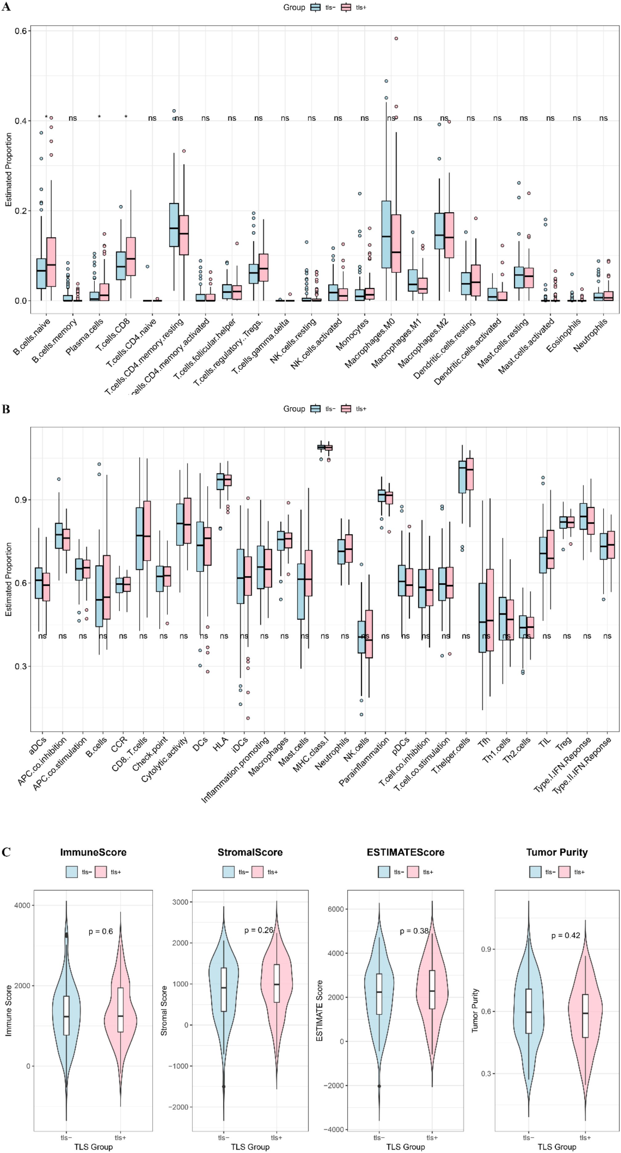 Box and violin plots illustrating immune cell proportions and scores across two groups (tls- and tls+). Panel A shows various immune cell types, with tls- and tls+ represented by blue and pink respectively. Panel B depicts immune components using the same color scheme. Panel C presents ImmuneScore, StromalScore, ESTIMATEScore, and Tumor Purity, indicating similar scores across groups. Statistical significance is noted in a few instances, marked as “ns” or with p-values.