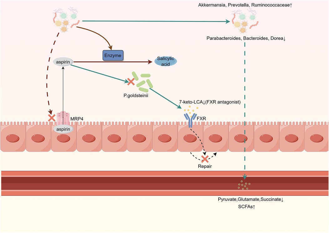 Diagram illustrating the interaction of aspirin with gut microbiota. Aspirin converts to salicylic acid via an enzyme, affecting Akkermansia, Prevotella, and Ruminococcaceae levels. It inhibits P. goldsteinii, which impacts FXR antagonist 7-keto-LCA, disrupting repair. Parabacteroides, Bacteroides, and Dorea levels decrease, impacting metabolites like pyruvate, glutamate, and succinate, while SCFAs increase.