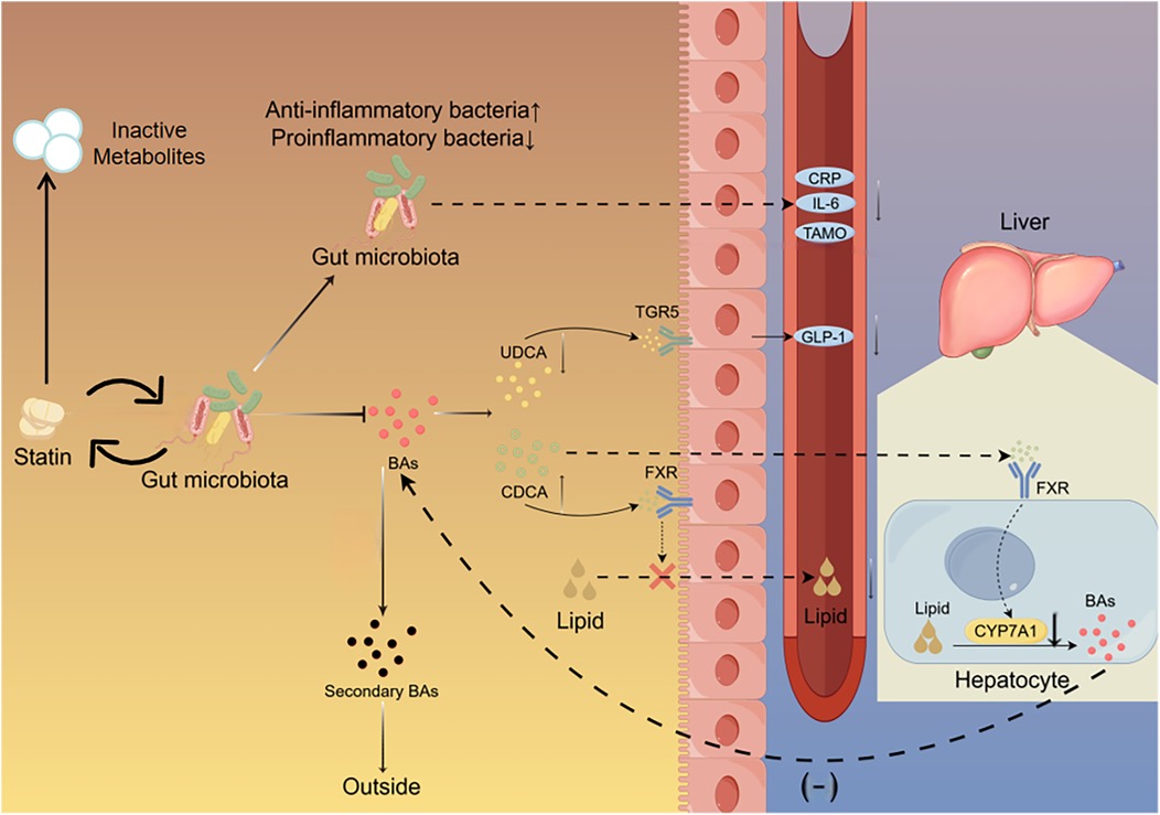 Diagram illustrating the interactions between gut microbiota, bile acids (BAs), and the liver. Statins are processed by gut microbiota, producing inactive metabolites and affecting anti-inflammatory and proinflammatory bacteria balance. Gut microbiota interacts with primary and secondary bile acids. Bile acids (CDCA, UDCA) engage TGR5 and FXR receptors, influencing lipid absorption and liver function. Lipids and signaling pathways impact the liver and produce responses like GLP-1 release and transcriptional regulation in hepatocytes. The system involves feedback loops affecting inflammation biomarkers like CRP, IL-6, and TMAO.