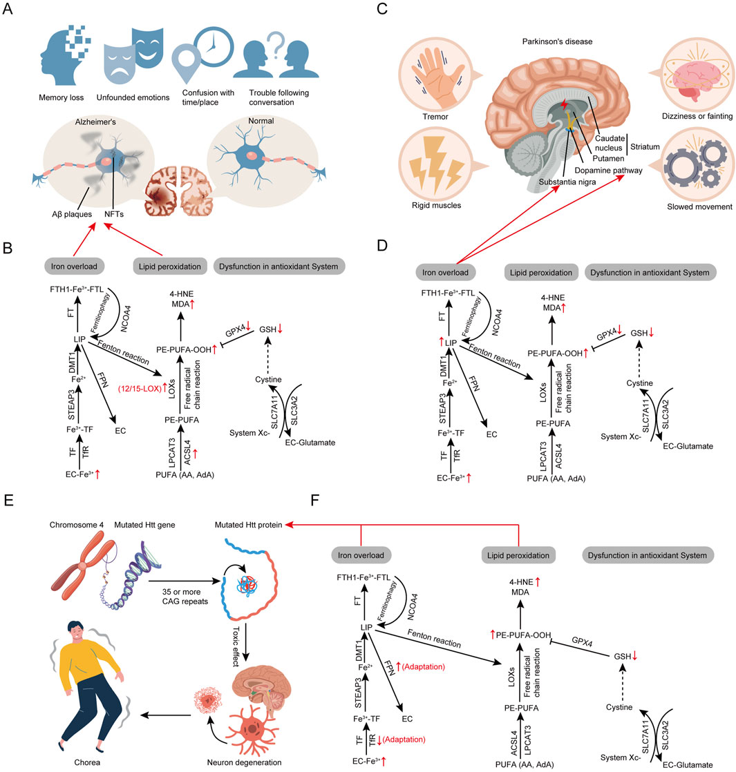 Frontiers | How molecular advances may improve the diagnosis