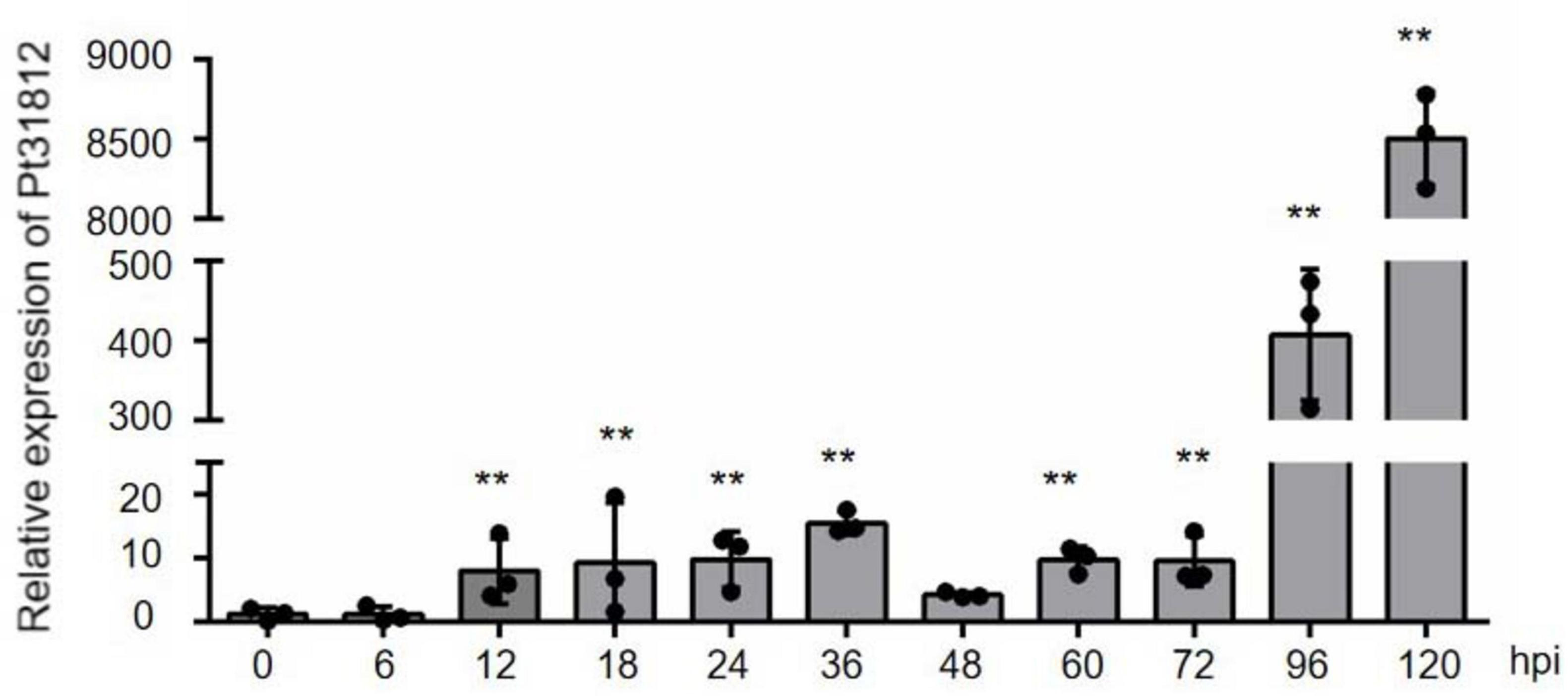 Bar graph showing relative expression of Pt31812 at various hours post-infection (hpi): 0, 6, 12, 18, 24, 36, 48, 60, 72, 96, and 120. Significant increases in expression are marked with asterisks, peaking at 96 and 120 hpi.