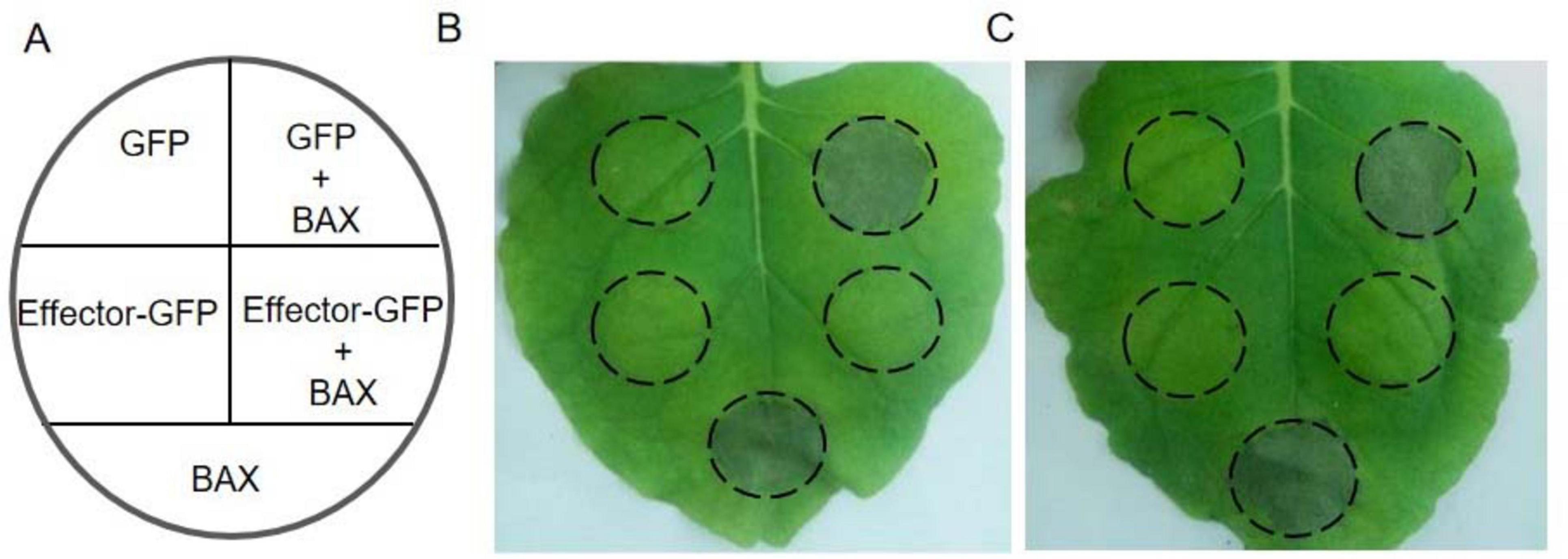 Diagram A shows a circle divided into four sections labeled GFP, GFP + BAX, Effector-GFP, and Effector-GFP + BAX. Images B and C show leaves each with six marked circles, indicating areas of treatment or observation. The leaves in image B display darker regions within the circles compared to image C.
