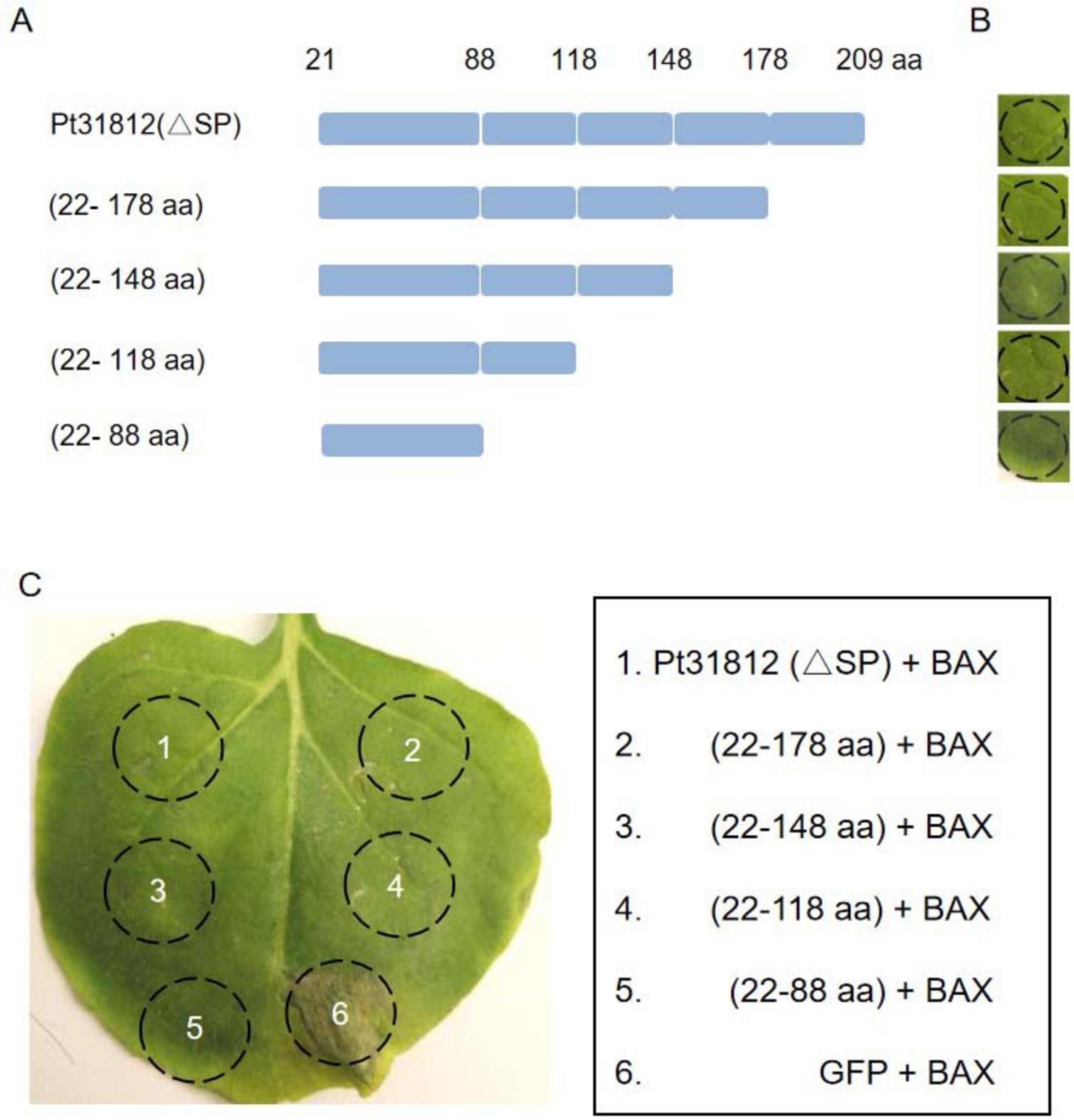 Diagram consisting of three parts. Part A shows a schematic of protein sequences labeled Pt31812 with various lengths indicated (209 aa, 178 aa, 148 aa, 118 aa, 88 aa). Part B displays small images of leaves corresponding to each protein sequence. Part C features a leaf with six marked sections, each linked to a different protein-BAX combination, as explained in the adjacent legend.