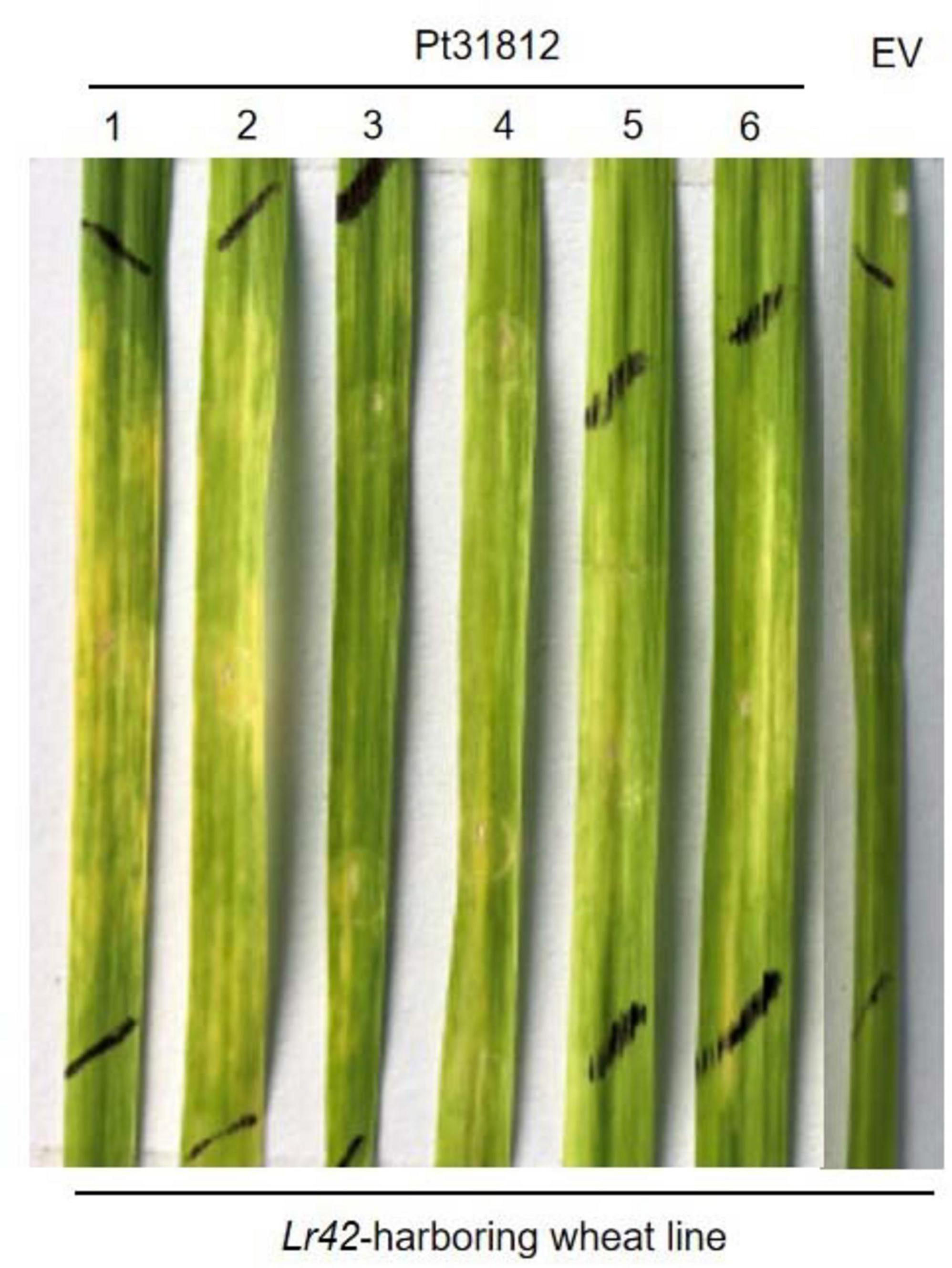 Close-up of seven wheat stems labeled with numbers one to six and “EV” under the heading “Pt31812.” The stems, belonging to the Lr42-harboring wheat line, display varying levels of discoloration and dark markings.