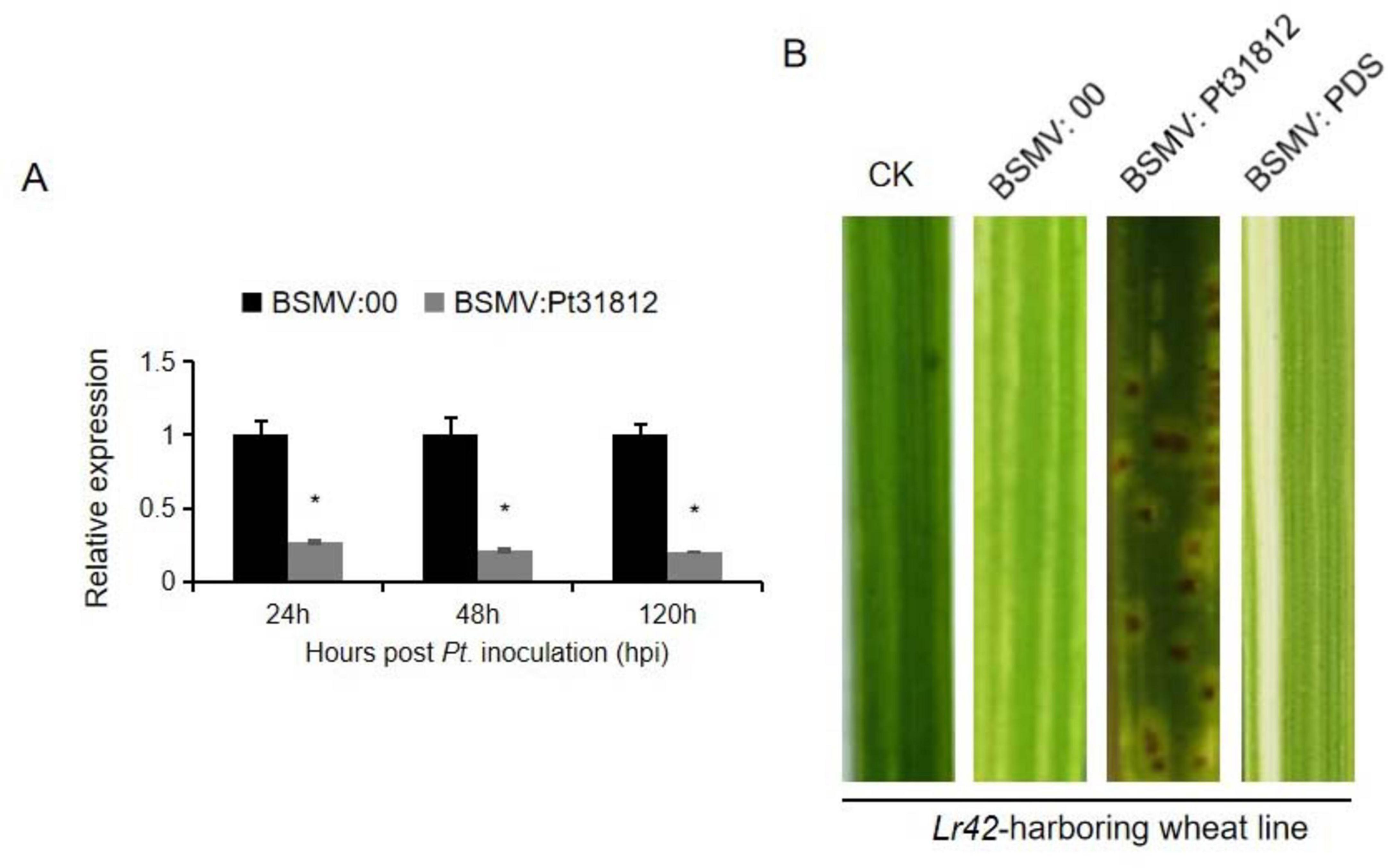 Graph and images illustrate the effect of BSMV:Pt31812 on wheat. Part A shows a bar graph comparing relative expression levels at 24, 48, and 120 hours post-inoculation, with BSMV:Pt31812 showing consistently lower expression than BSMV:00. Part B displays images of wheat leaves from the Lr42 line under different treatments: CK, BSMV:00, BSMV:Pt31812, and BSMV:PDS, highlighting differences in leaf appearance.