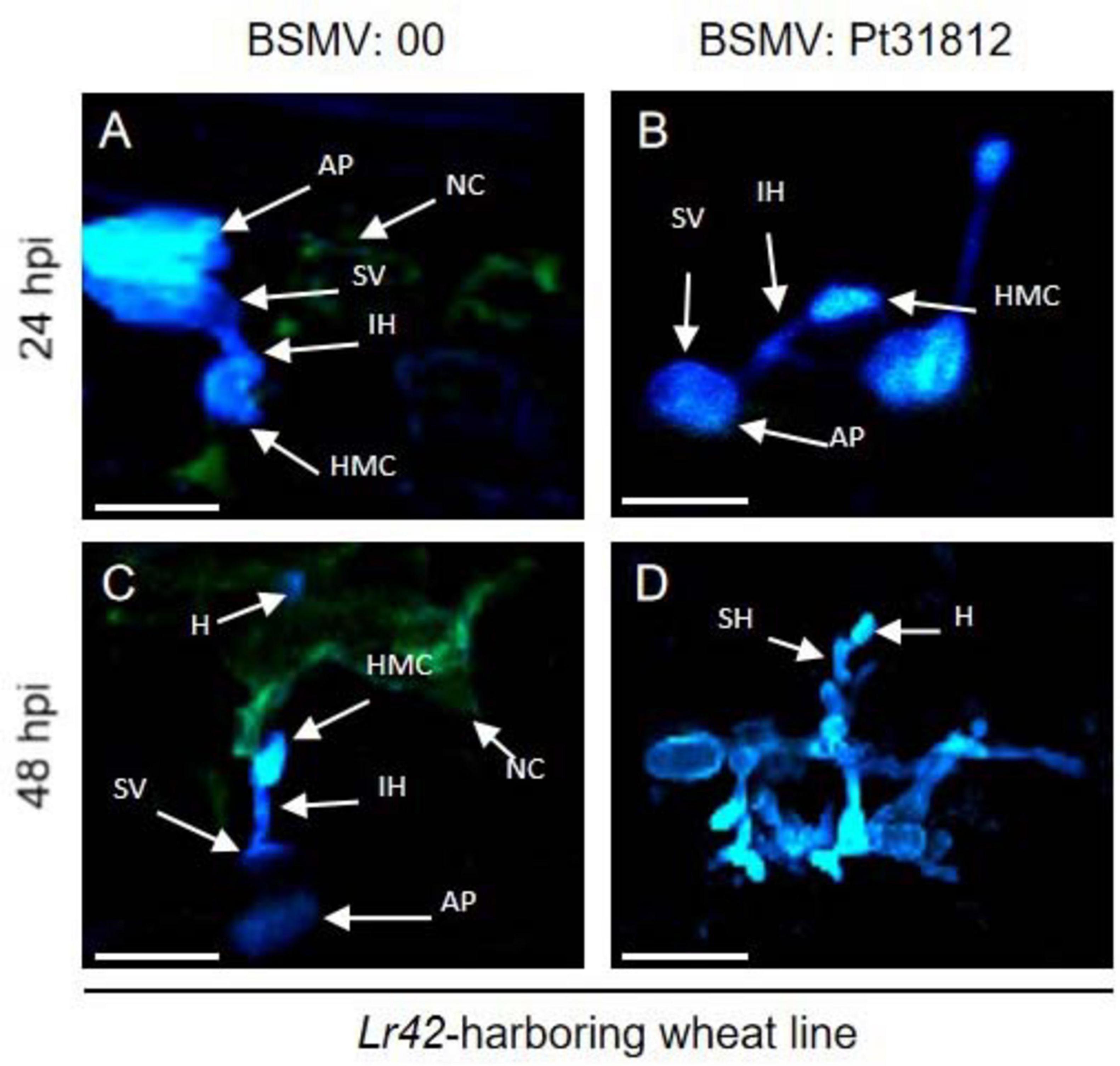 Four microscopic images of Lr42-harboring wheat line show cellular structures at 24 and 48 hours post-inoculation (hpi). Panel A (24 hpi, BSMV: 00) and Panel C (48 hpi, BSMV: 00) display structures labeled AP, SV, IH, HMC, NC, and H. Panel B (24 hpi, BSMV: Pt31812) and Panel D (48 hpi, BSMV: Pt31812) show structures labeled AP, SV, IH, HMC, H, and SH. Blue and green fluorescence highlights different cellular features. Each image is marked with scale bars.