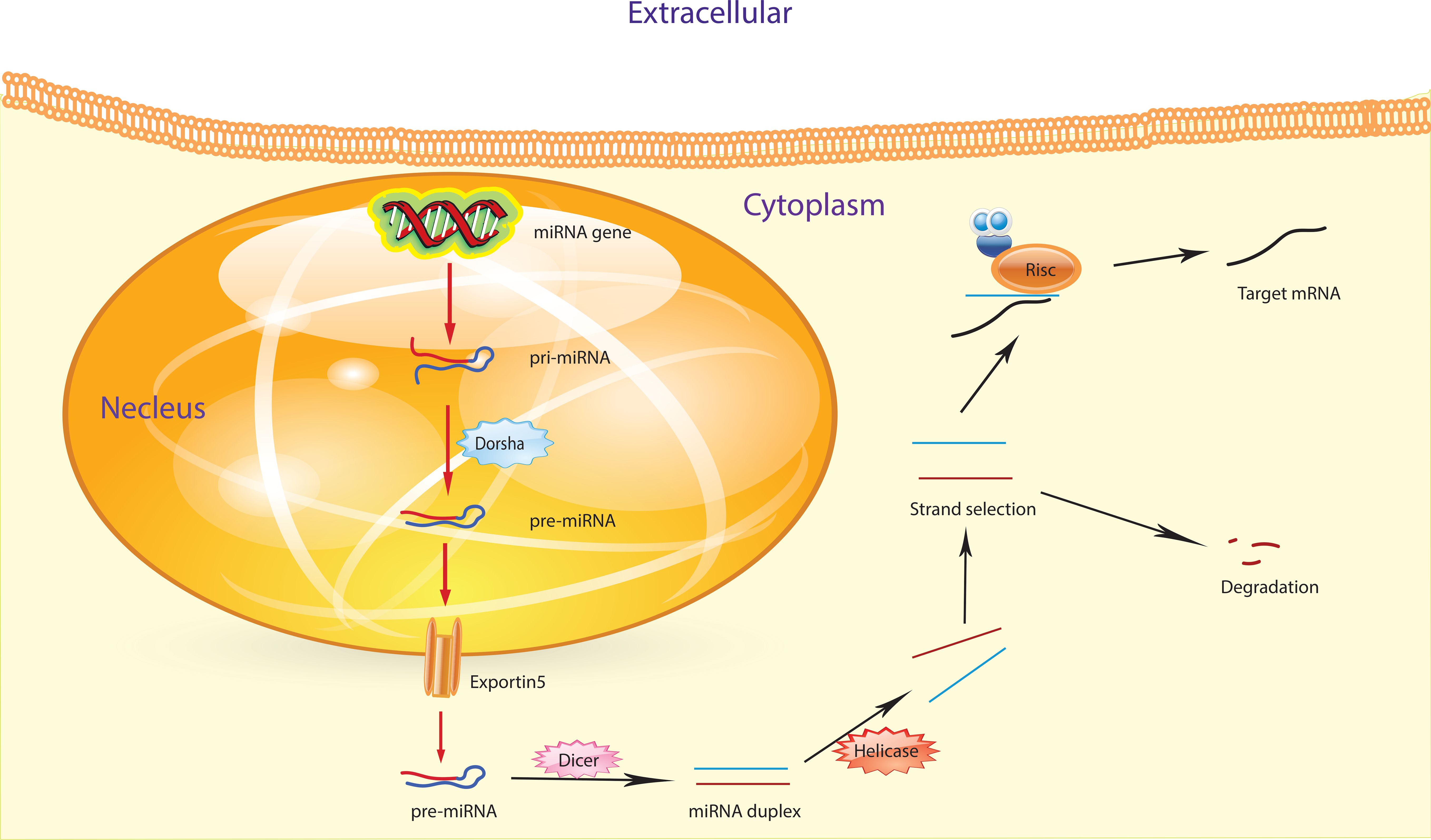 Diagram illustrating microRNA (miRNA) biogenesis. In the nucleus, miRNA genes are transcribed into primary miRNA (pri-miRNA), processed by Drosha into precursor miRNA (pre-miRNA). Exportin 5 transports it to the cytoplasm, where Dicer cleaves it into an miRNA duplex. Helicase unwinds the duplex, and strand selection occurs. The mature miRNA integrates into the RNA-induced silencing complex (RISC), targeting complementary mRNA for degradation or translation repression.