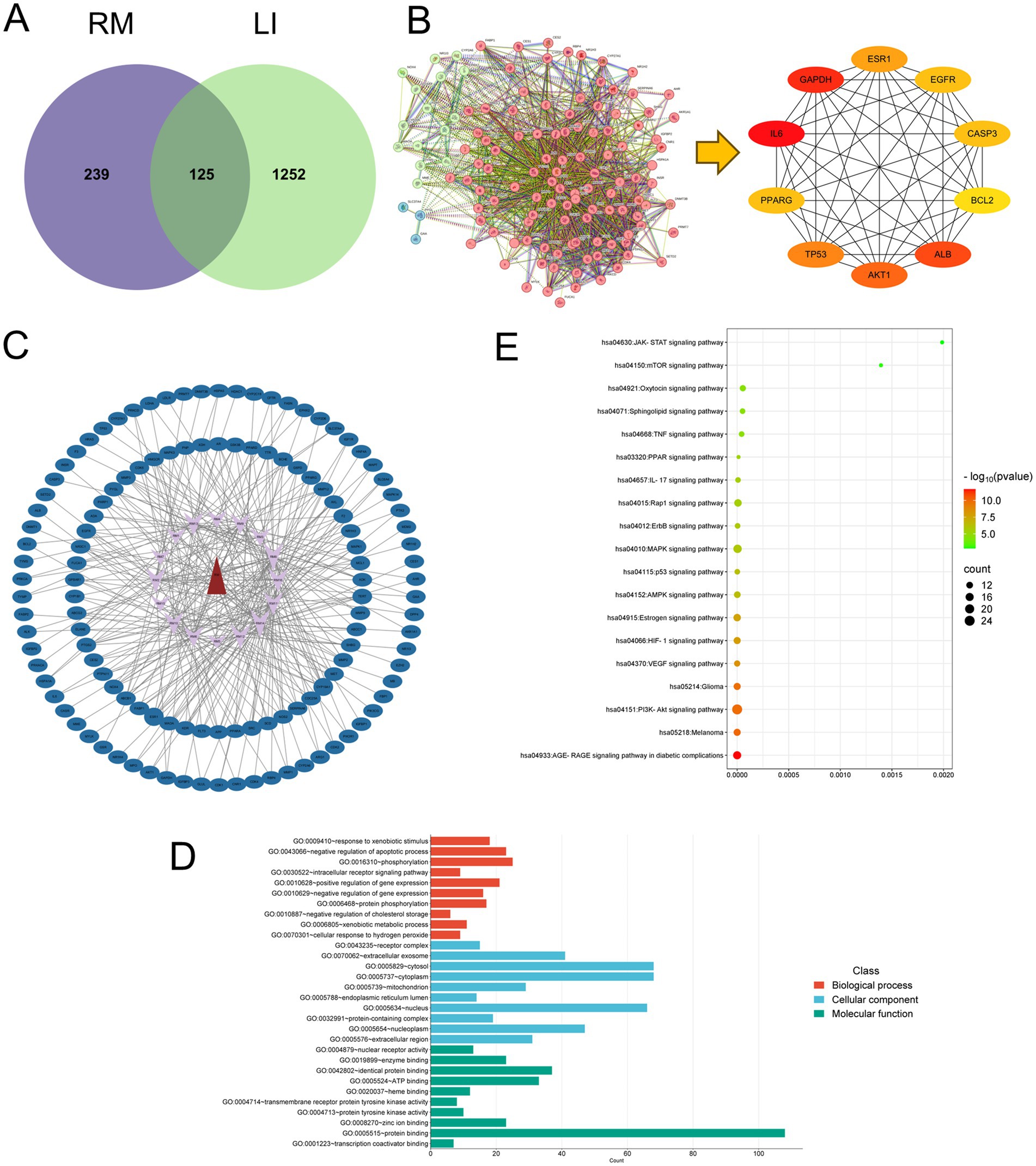A series of diagrams and charts showing biological data analysis. Panel A: Venn diagram with two overlapping circles labeled RM and LI, showing numbers 239, 125, and 1252. Panel B: Complex network diagram with a highlighted subnetwork of key proteins. Panel C: Circular hierarchical network diagram with nodes connected by lines. Panel D: Bar chart categorizing data into biological processes, cellular components, and molecular functions with color coding. Panel E: Dot plot showing signaling pathways, color-coded by significance level, with pathways labeled on the vertical axis and significance on the horizontal axis.