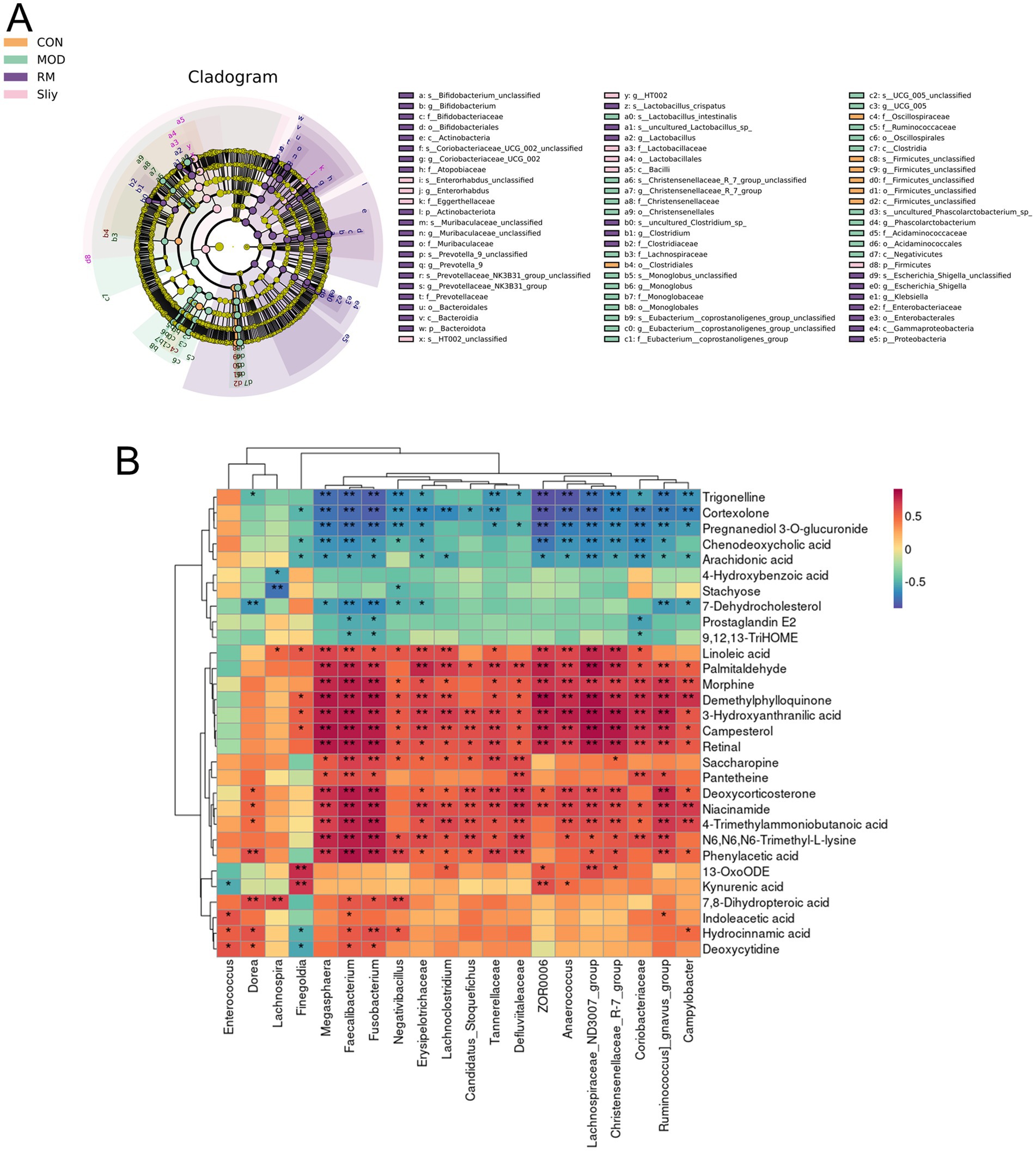 Cladogram and heatmap visualization of bacterial data. Panel A displays a cladogram with colored nodes representing different bacterial taxa, labeled on the right. Key groups include CON, MOD, RM, and Sily. Panel B shows a heatmap of bacterial abundance correlated with various compounds, such as Trigonelline and Corticosterone, with a color scale from blue (low correlation) to red (high correlation). Labels for bacterial genera and compounds are displayed on axes.