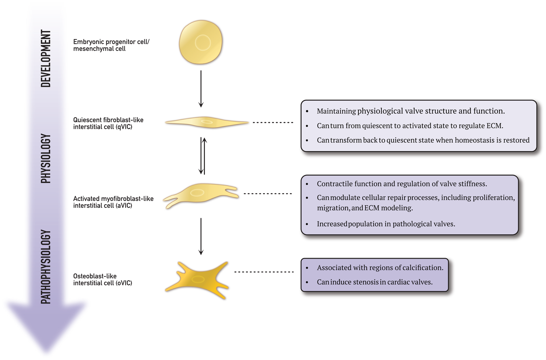 Flowchart depicting the progression from embryonic progenitor cells to osteoblast-like interstitial cells. It illustrates the roles of quiescent fibroblast-like and activated myofibroblast-like interstitial cells in maintaining physiological functions and responding to pathophysiological changes. Key functions and transformations are highlighted, such as regulation of extracellular matrix (ECM), contractile functions, and association with calcification, potentially leading to cardiac valve stenosis.