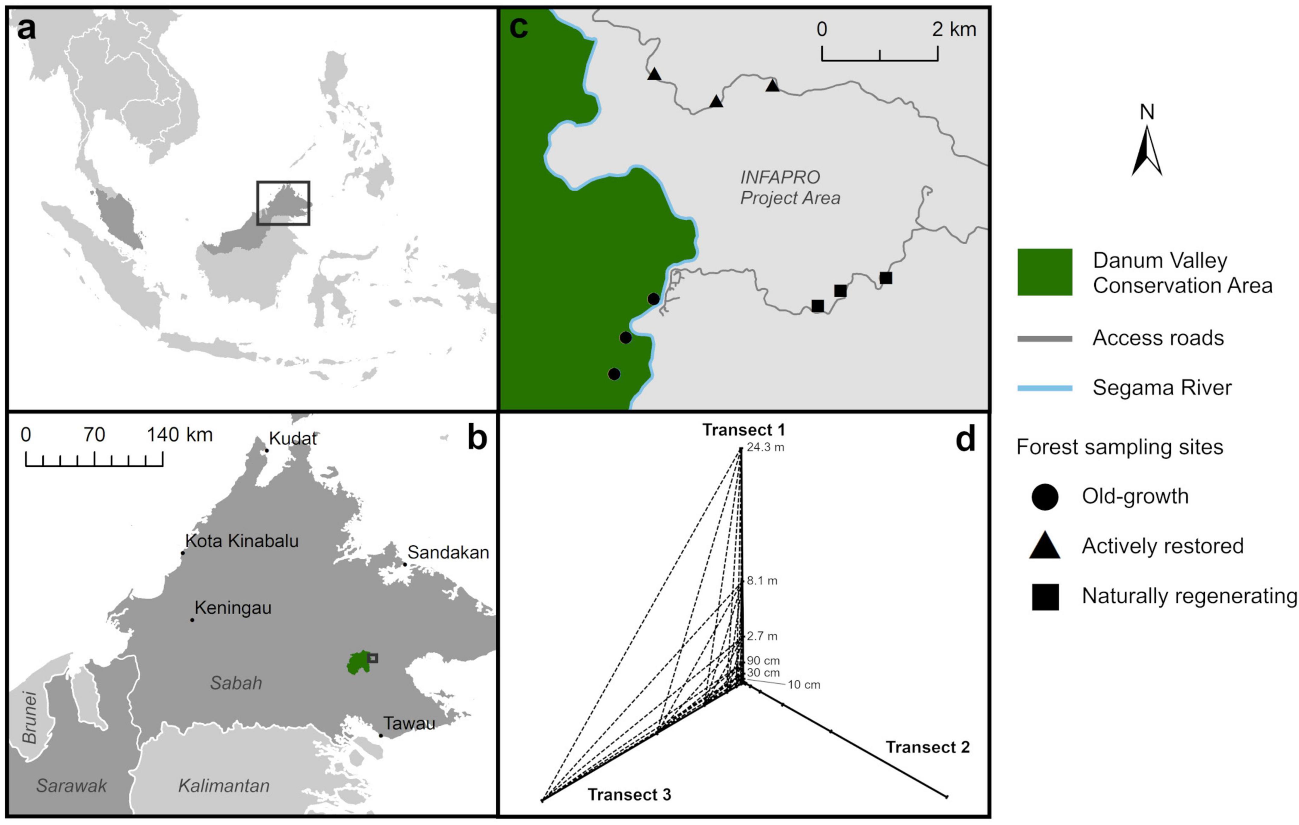 Four-panel figure showing the location and details of study sites in Sabah, Malaysia. Panel (a) highlights Southeast Asia with a focus on Borneo. Panel (b) shows a detailed map of Sabah with the Danum Valley Conservation Area marked. Panel (c) illustrates the locations of nine sampling sites using different shapes for old-growth forest (Danum Valley Conservation Area) and actively restored or naturally regenerating logged forest within the INFAPRO Project Area and includes the Segama River and access roads. Panel (d) illustrates the transect sampling design employed at each sampling site, with example distances between sampling points used for analysis of spatial turnover in soil microbial taxa.