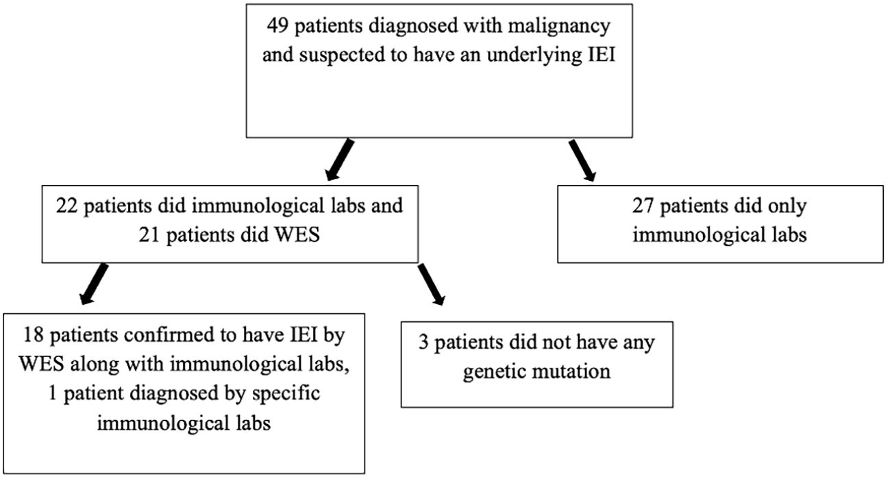 Flowchart illustrating the diagnosis process for 49 patients with malignancy suspected to have an underlying immunological issue (IEI). Of these, 22 underwent immunological labs and 21 underwent Whole Exome Sequencing (WES). Eighteen were confirmed with IEI by WES and immunological labs, while one was diagnosed through specific immunological labs. Three had no genetic mutation. Additionally, 27 patients underwent only immunological labs.