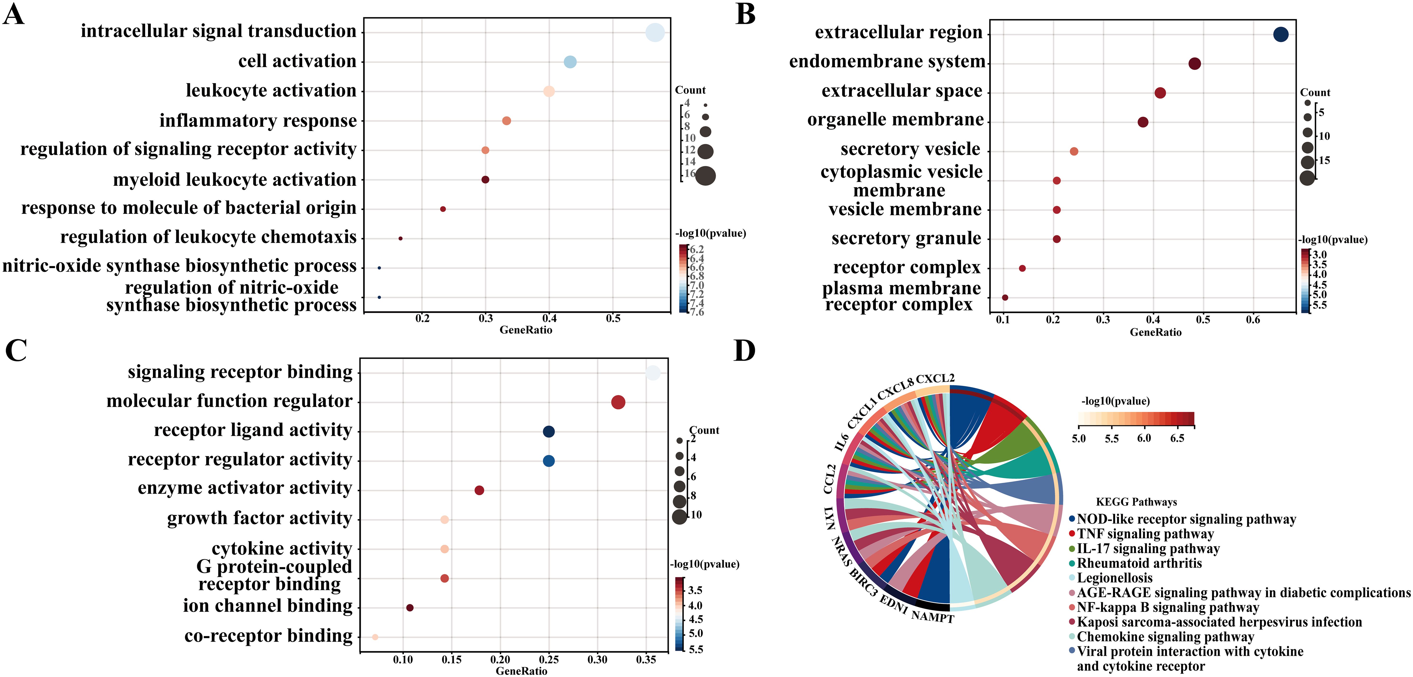 (A) Dot plot showing biological processes related to signal transduction and immune responses, with gene ratio and significance. (B) Dot plot depicting cellular components like extracellular regions and membranes, indicating gene involvement. (C) Dot plot of molecular functions involving signaling receptors and enzyme activities. (D) Chord diagram illustrating interactions between genes and KEGG pathways, color-coded by p-value, including pathways like NF-kappa B signaling.