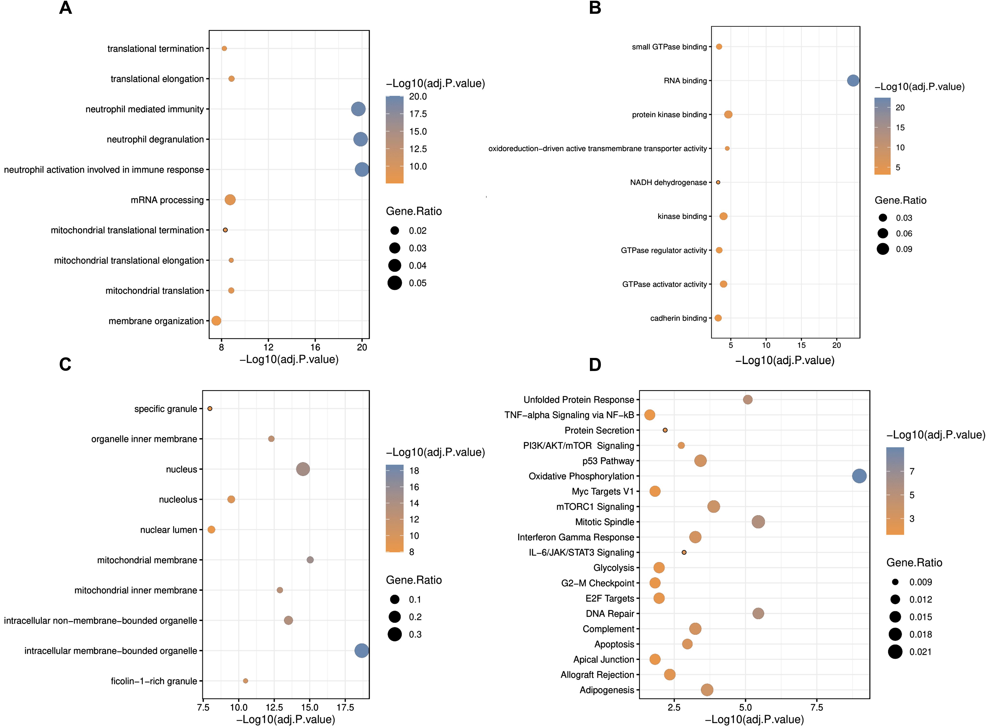 Four bubble plots labeled A, B, C, and D display data with axes for –Log10(adjusted P-value) vs. specific processes. Each plot features bubbles varying in color and size, indicating range and gene ratio, respectively. Labeled processes relate to translation, binding activities, membrane structures, and cellular functions.