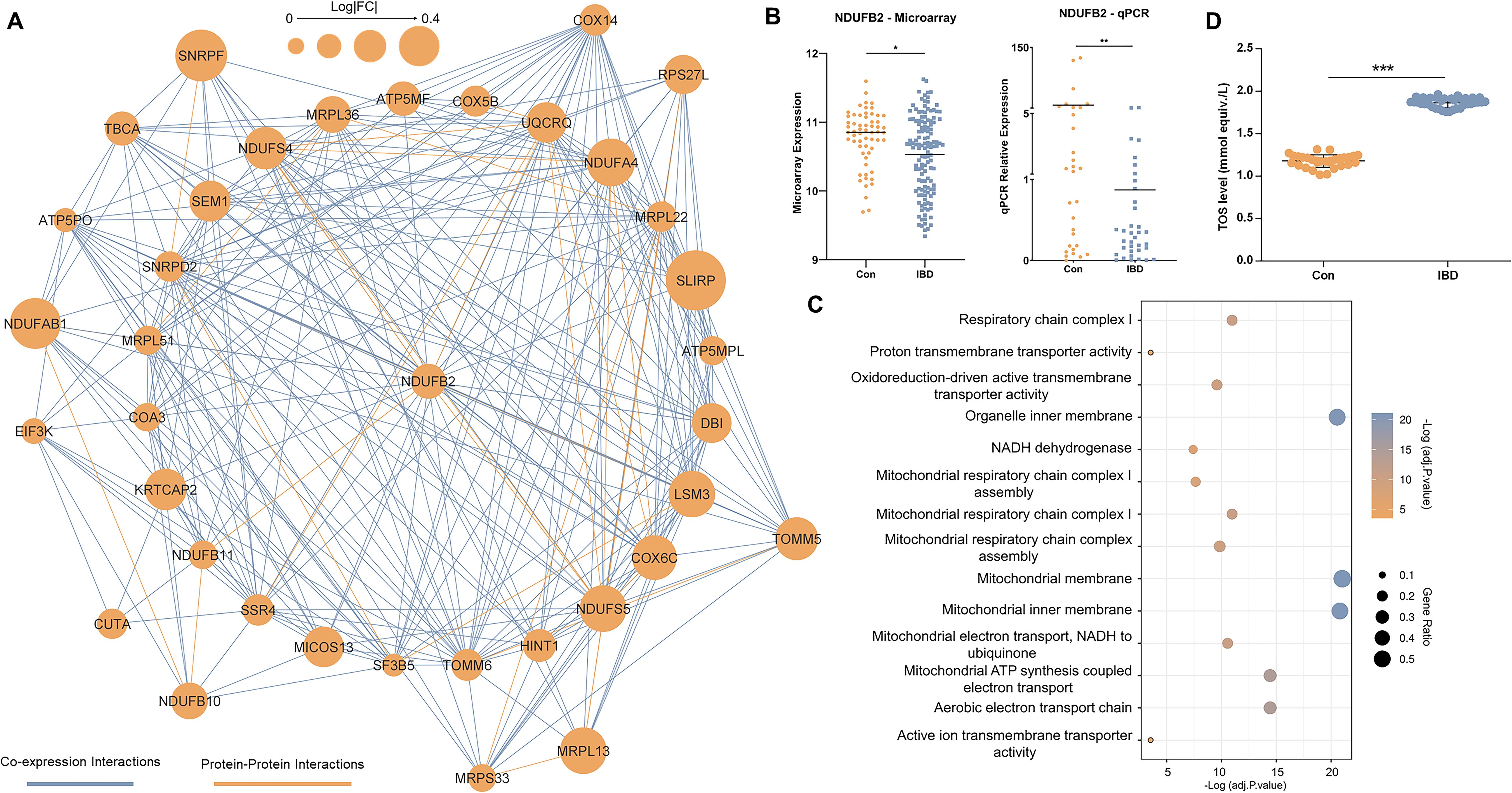Network analysis and data visualization highlighting gene interactions and expression differences. Panel A displays a co-expression network with protein interactions. Panel B illustrates microarray and qPCR data for NDUFB2 expression in controls (Con) and patients with inflammatory bowel disease (IBD). Panel C shows a dot plot of biological processes, indicating various mitochondrial and transporter activities with adjusted p-values. Panel D presents Total Oxidative Status (TOS) levels between control and IBD groups, showing a significant increase in IBD.