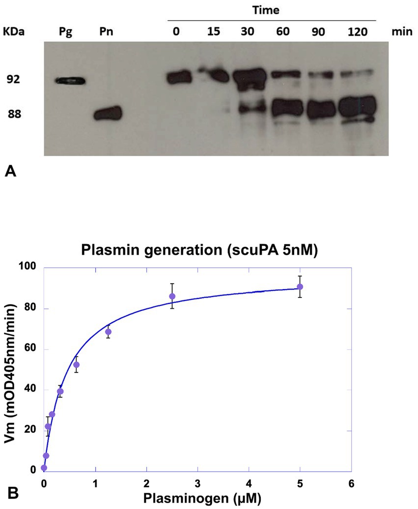A two-part image includes: A) a Western blot showing protein bands at 92 and 88 kilodaltons, labeled with time intervals from 0 to 120 minutes; and B) a line graph depicting plasmin generation in response to various concentrations of plasminogen. The curve plateaus as plasminogen concentration increases, measured in micromolar concentration, with the velocity in milli optical density at 405 nanometers per minute.