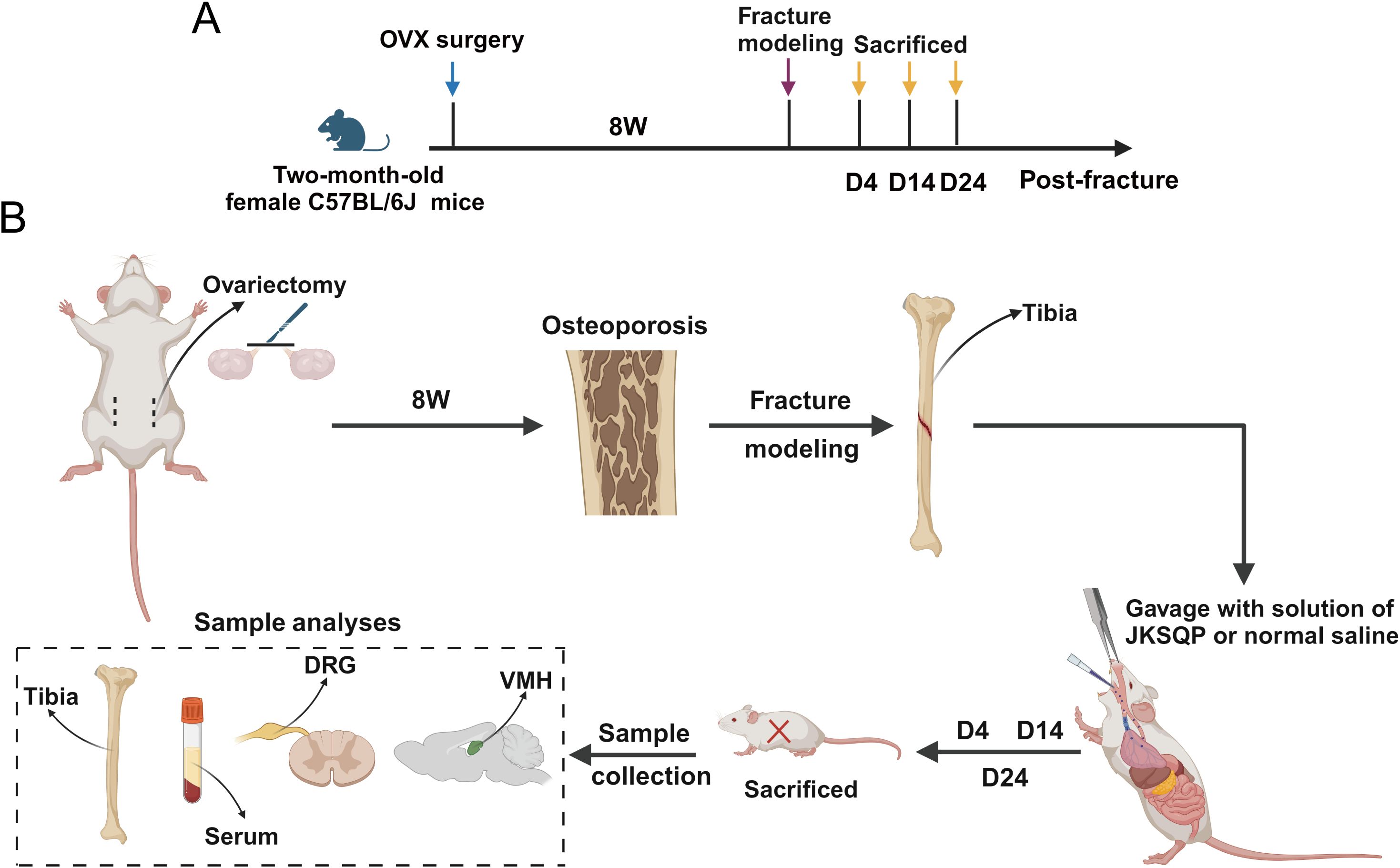 Diagram illustrating an osteoporosis research study on female C57BL/6J mice. Panel A shows a timeline from ovariectomy surgery (OVX) to post-fracture events over a period of 8 weeks, with sample collection at 4, 14, and 24 days. Panel B depicts the surgical procedure, resulting osteoporosis, fracture modeling, and subsequent sample analyses. Samples include tibia, dorsal root ganglion (DRG), serum, and ventromedial hypothalamus (VMH). Mice undergo gavage with JKSQP solution or saline before being sacrificed for analysis.