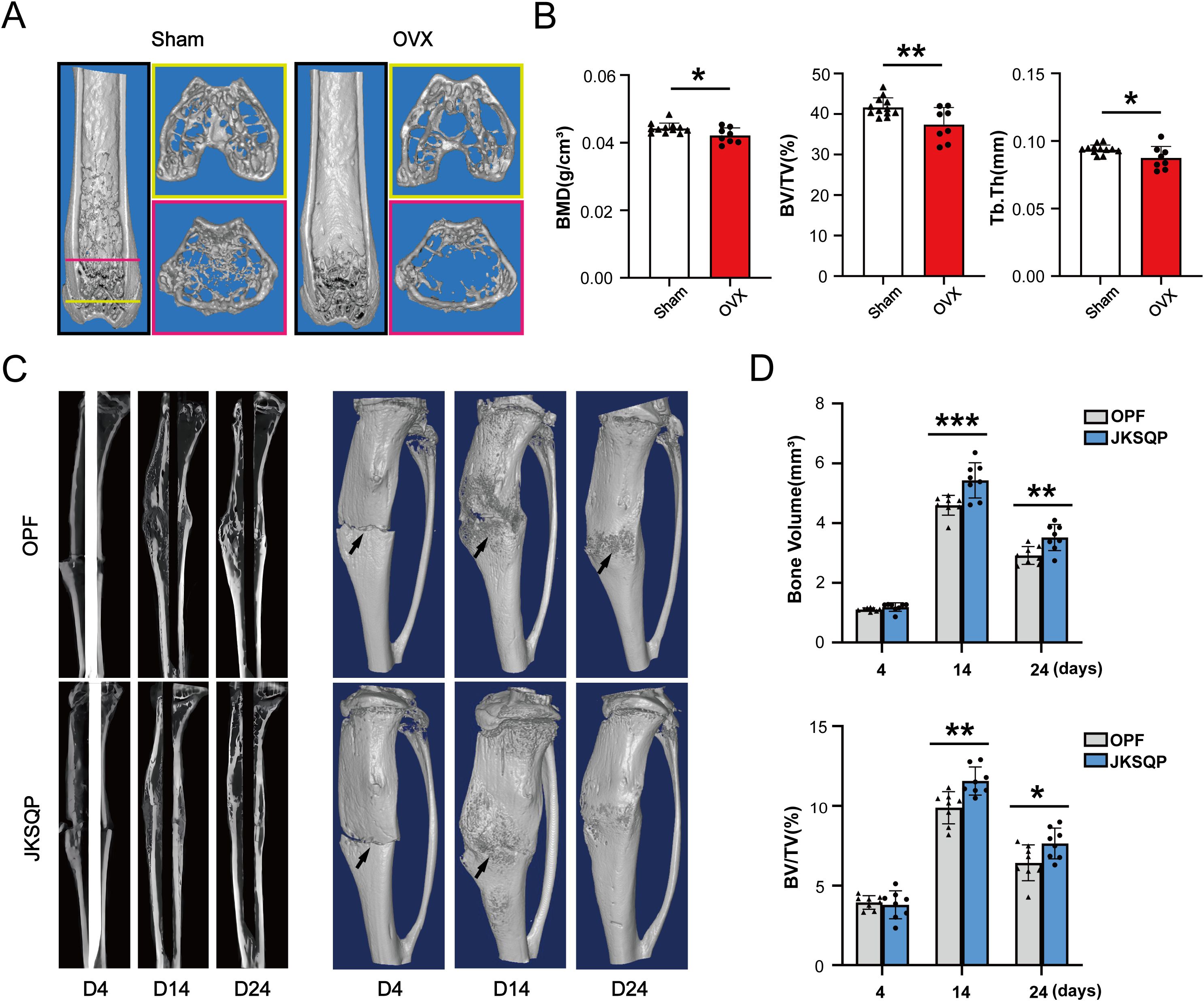 Panel A shows 3D models of bone structures for Sham and OVX groups, highlighting differences. Panel B includes three bar graphs comparing BMD, BV/TV, and Tb.Th between Sham and OVX, showing statistically significant differences. Panel C presents longitudinal and 3D bone reconstructions for OPF and JKSQP groups over several days, indicating fracture healing with arrows. Panel D contains bar graphs illustrating bone volume and BV/TV over time, comparing OPF and JKSQP groups, with significant differences noted.