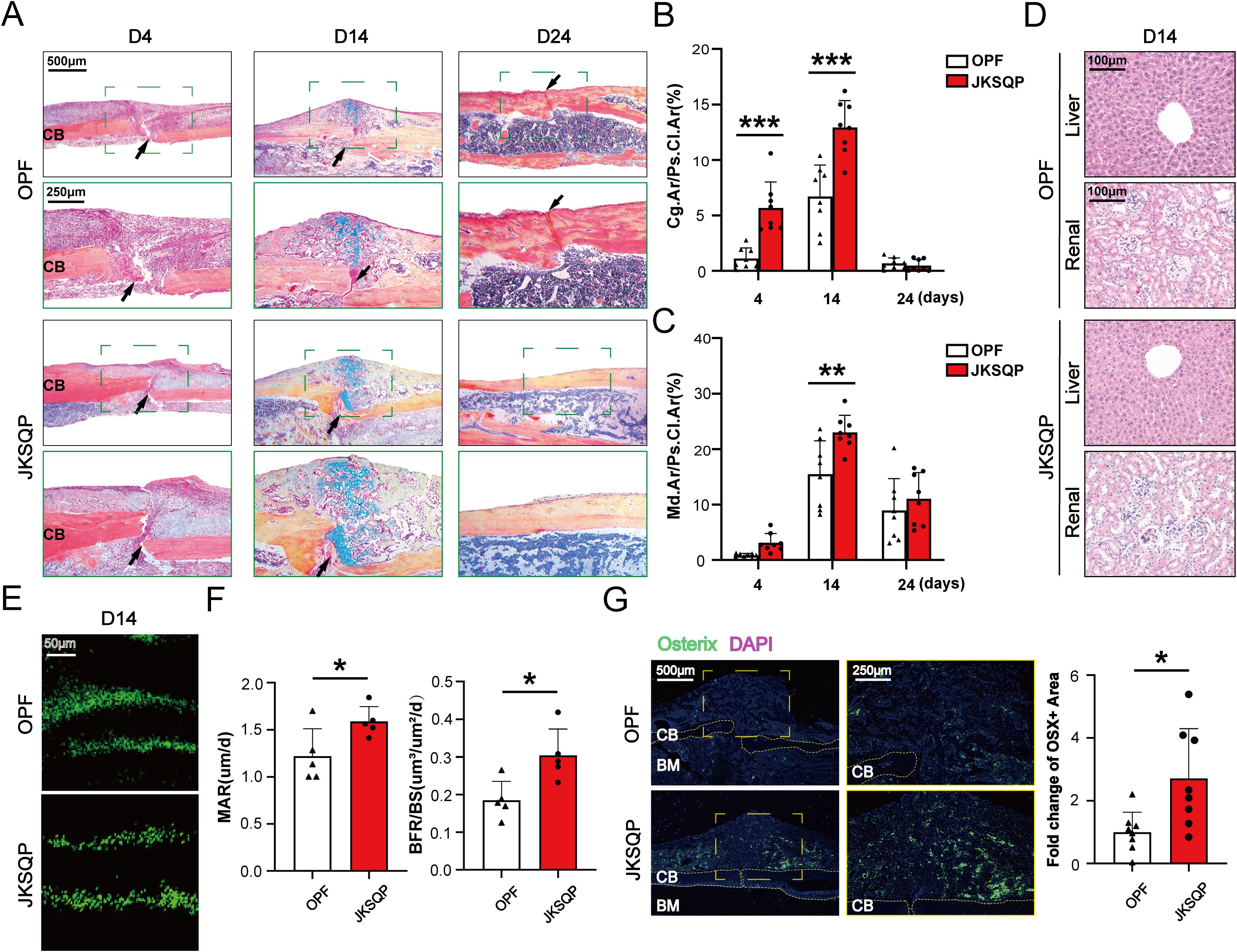 A multi-panel scientific image shows histological and analytical comparisons between OPF and JKSQP treatments over time. Panel A displays stained tissue sections at days four, fourteen, and twenty-four. Panel B shows a bar graph of Cg.Ar/Ps.Cl.Ar with significant differences marked by asterisks. Panel C features a similar bar graph for Md.Ar/Ps.Cl.Ar. Panel D highlights liver and renal sections at day fourteen. Panel E shows fluorescent images. Panel F includes graphs of MAR and BFR/BS with significant findings. Panel G presents immunofluorescence images of Osterix and a graph of OSX+ area change.