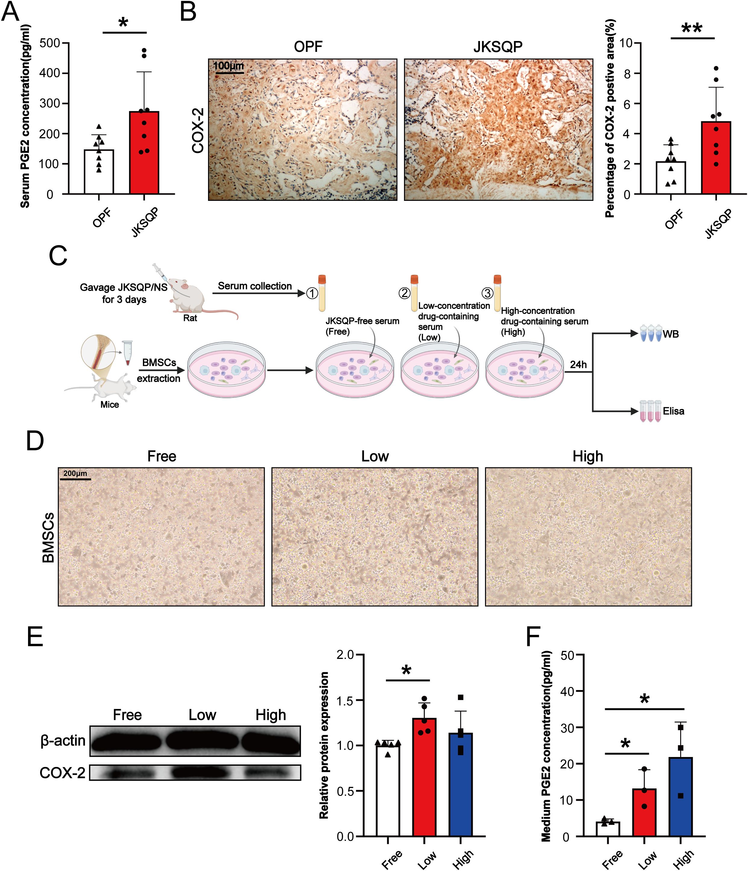 Chart and image panels illustrate the effect of JKSQP on inflammation. Panel A shows a bar graph with higher serum PGE2 levels in the JKSQP group. Panel B includes microscopic images of COX-2 staining with an adjacent bar graph indicating a greater COX-2 positive area in JKSQP than OPF. Panel C outlines the experimental procedure involving serum collection and BMSC extraction. Panel D displays images of BMSCs under different serum conditions. Panel E presents a Western blot and bar graph showing protein expression levels of β-actin and COX-2. Panel F provides bar graphs showing medium PGE2 concentrations, indicating differences between free, low, and high conditions.