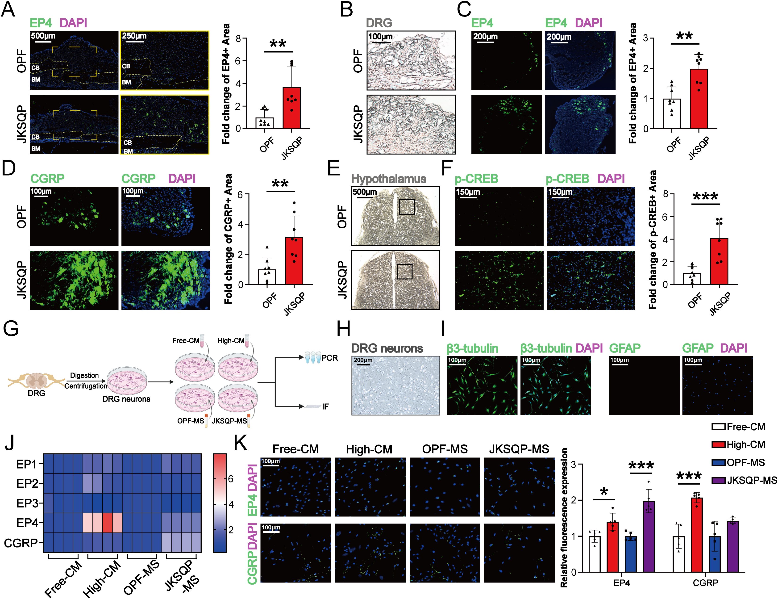 A collection of scientific images and graphs illustrating various experimental results. Panels A, B, C, D, and F show microscopy images with different stains (EP4, DAPI, CGRP, p-CREB) and corresponding bar graphs comparing OPF and JK5QP conditions. Panel G depicts a schematic of the experimental workflow involving DRG digestion, centrifugation, and PCR/IF assays. Panel H shows DRG neurons under microscopy. Panel I displays β3-tubulin and GFAP staining in DRG neurons. Panel J includes a heatmap of gene expression levels across conditions. Panel K has images of EP4 and CGRP staining, with a bar graph illustrating relative fluorescence expression.