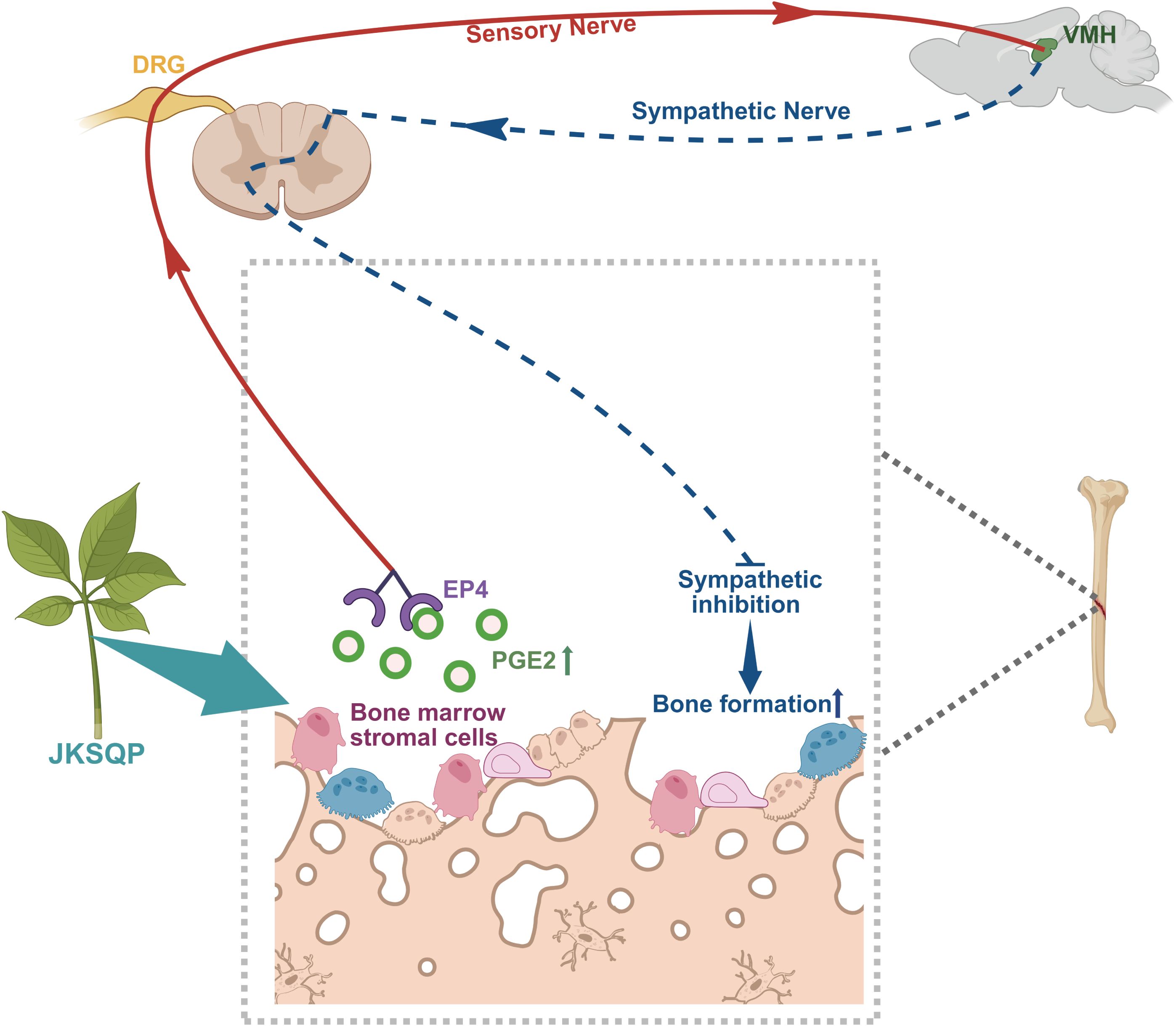 Diagram illustrating the relationship between sympathetic and sensory nerves, bone marrow stromal cells, and bone formation. The process involves JKSQP influencing PGE2 and EP4 in bone marrow cells, leading to sympathetic inhibition and increased bone formation. The sensory nerve communicates signals to the spinal cord and VMH, depicted by an arrowed pathway from the spinal cord. A plant symbolizes JKSQP's origin. A bone represents the end result of the process.