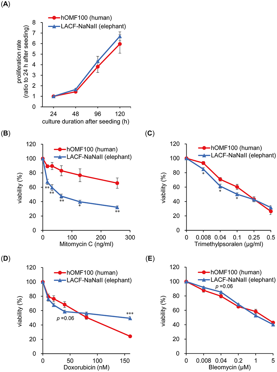 (A) Line graph comparing proliferation rates of human hOMF100 and elephant LACF-NaNall over 120 hours, showing similar trends. (B-E) Line graphs illustrate the viability of hOMF100 and LACF-NaNall when exposed to increasing concentrations of Mitomycin C, Trimethylpsoralen plus UVA, Doxorubicin, and Bleomycin, indicating differing sensitivities between human and elephant cells, with specific p-values noted.